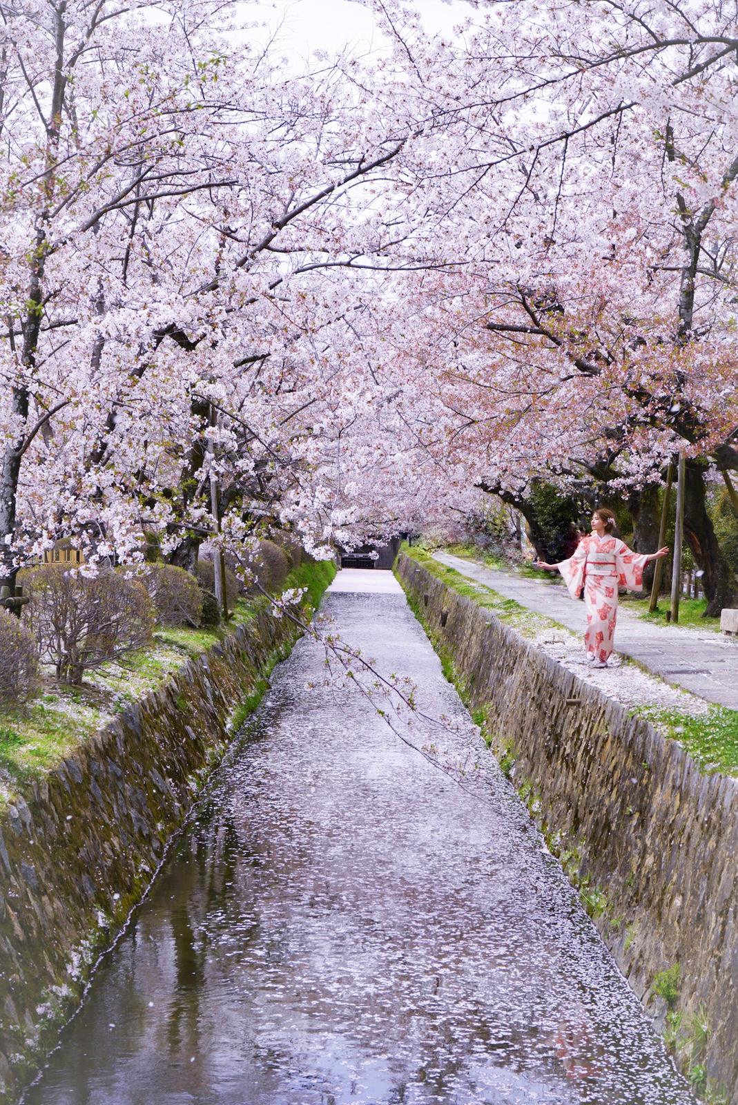 京都 哲学の道 京都桜スポット 川の水面に映る桜にうっとり Marina K Arakiが投稿したフォトブック Sharee