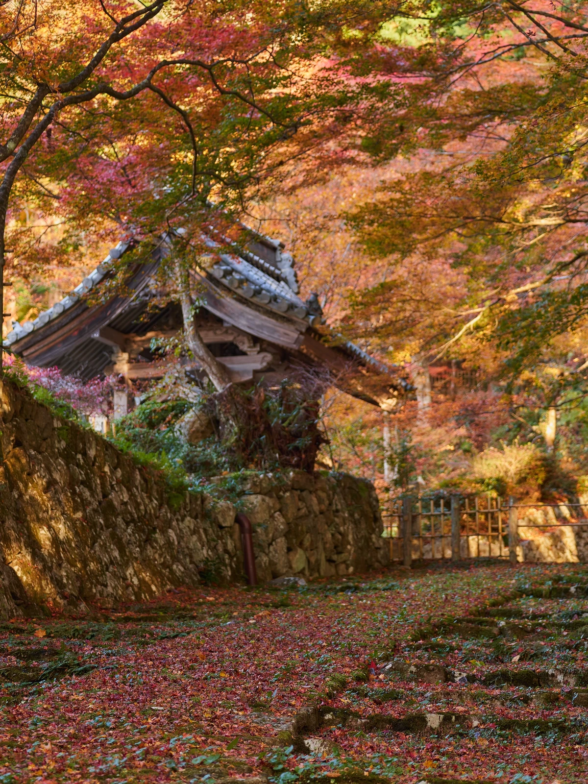 敷き紅葉と苔の参道が美しい 湖東三山 百済寺 Genかなが投稿したフォトブック Lemon8