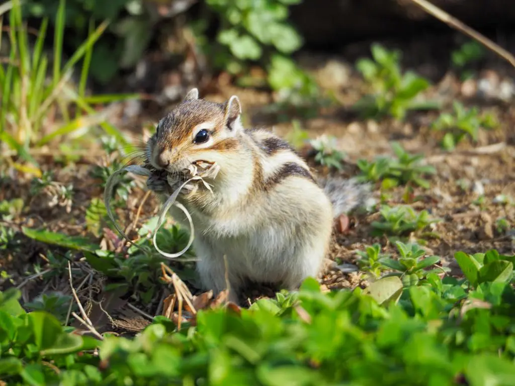 シマリスの自然に近い姿が観察できる さいたま市りすの家 人生は旅が投稿した記事 Lemon8