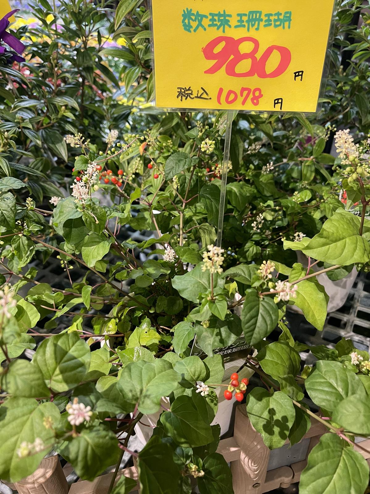 数珠珊瑚 きよちゃん2が投稿したフォトブック Lemon8