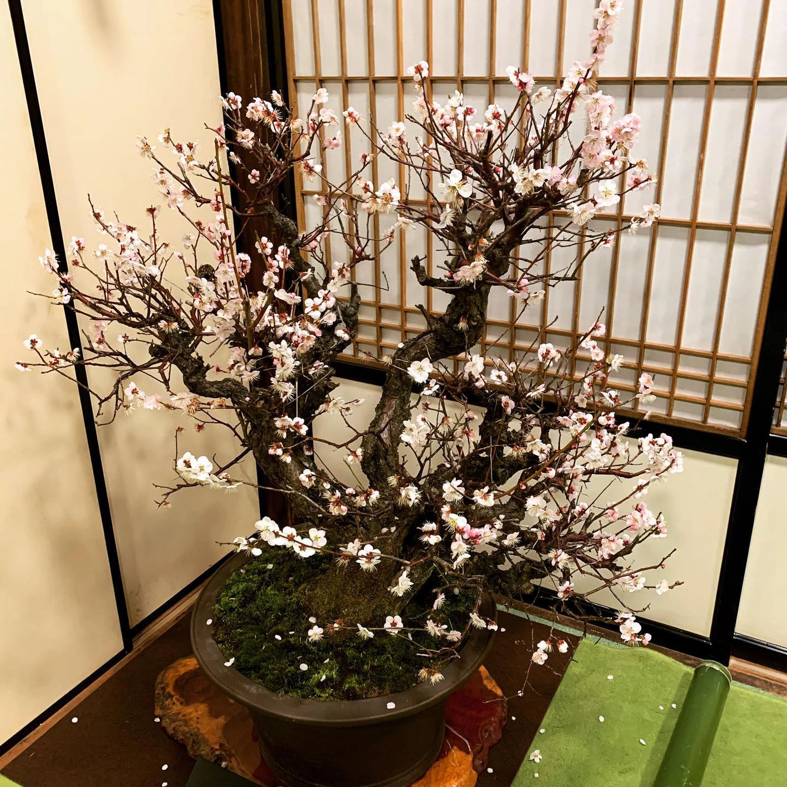 大阪天満宮 梅まつり Kyoukarasaraが投稿したフォトブック Lemon8