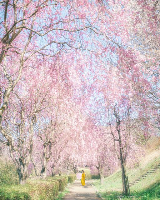 【茨城】常陸風土記の丘　しだれ桜