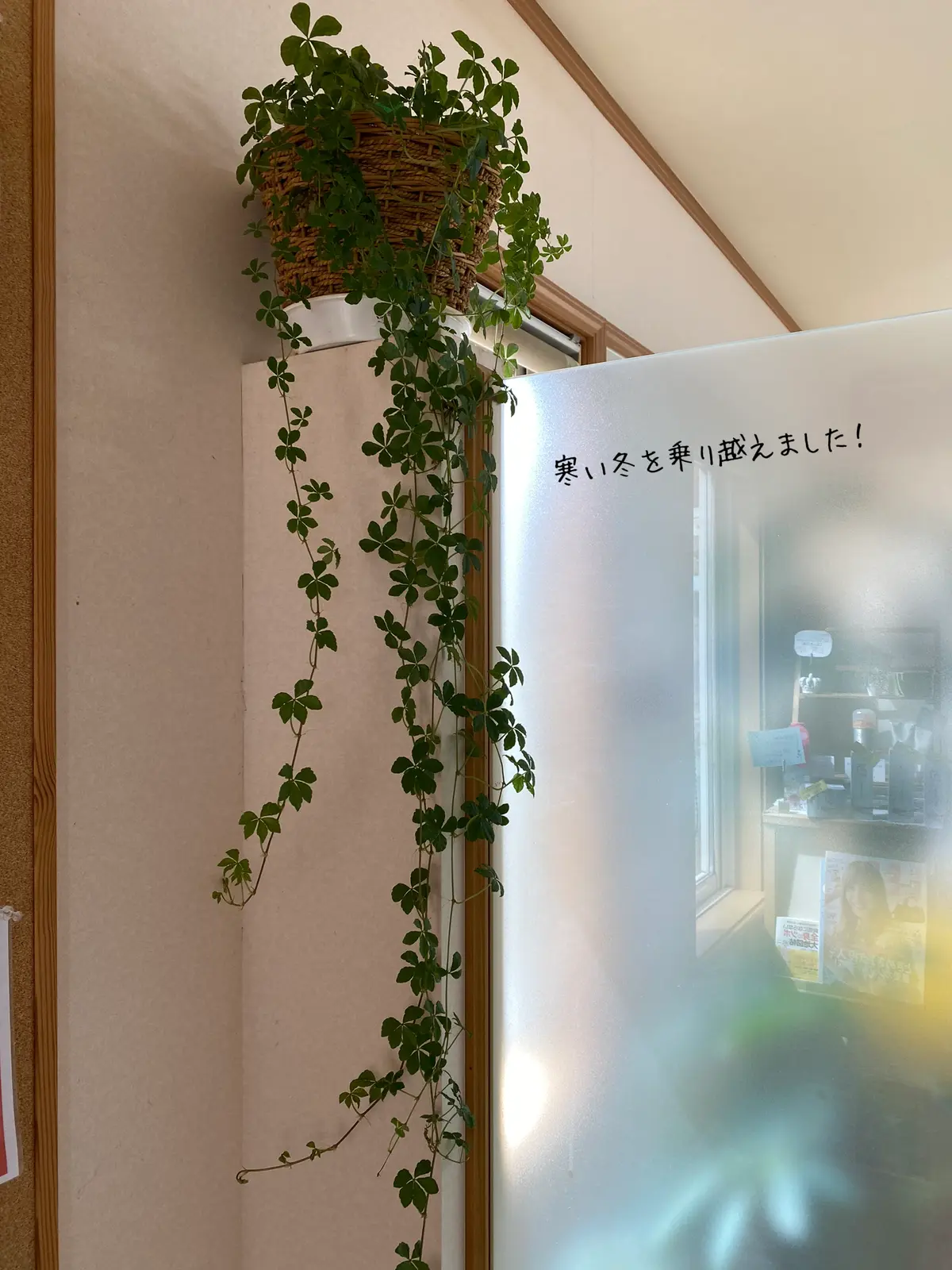 シュガーパイン観葉植物daiso Lemon8