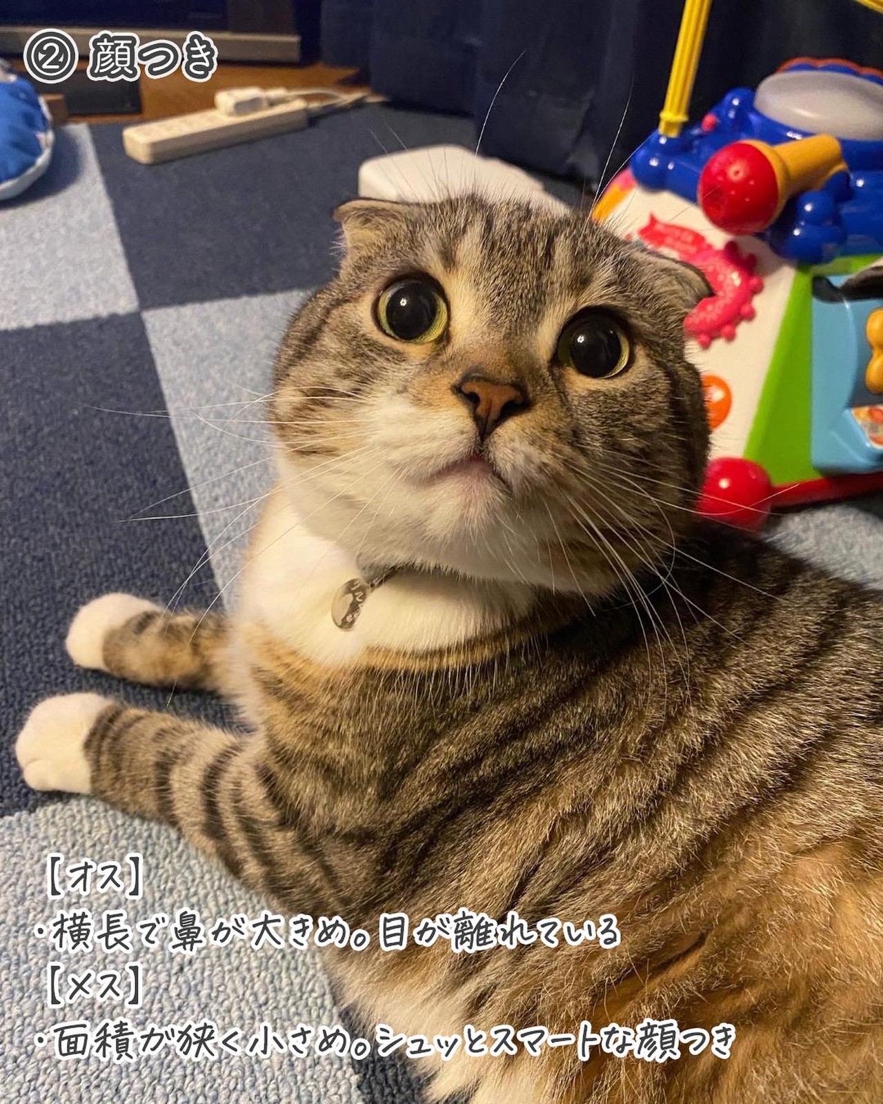 Lemon8 Story カラス 猫いじめ Lemon8 Story カラス 猫いじめ