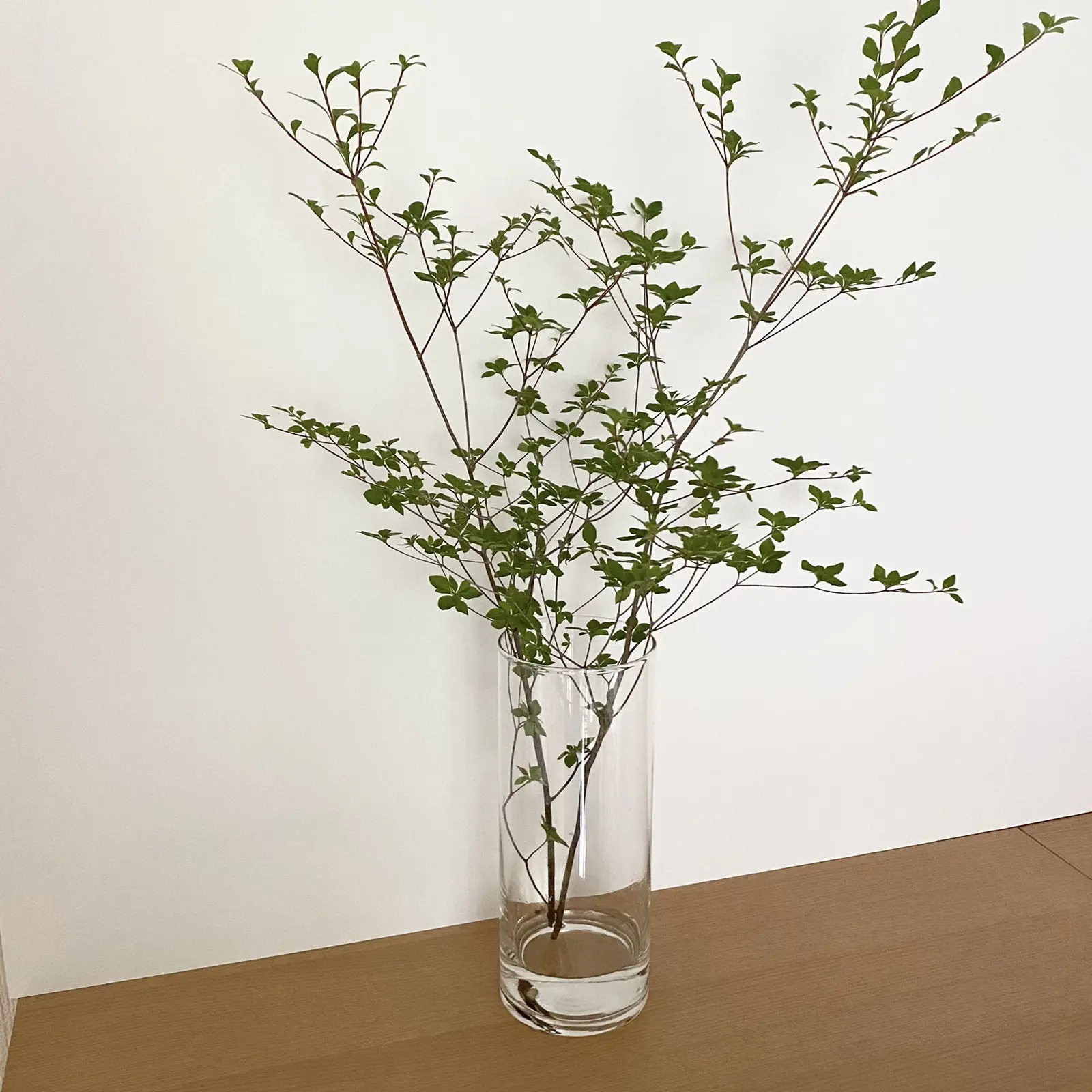 Lemon8 Story 枝物 名前