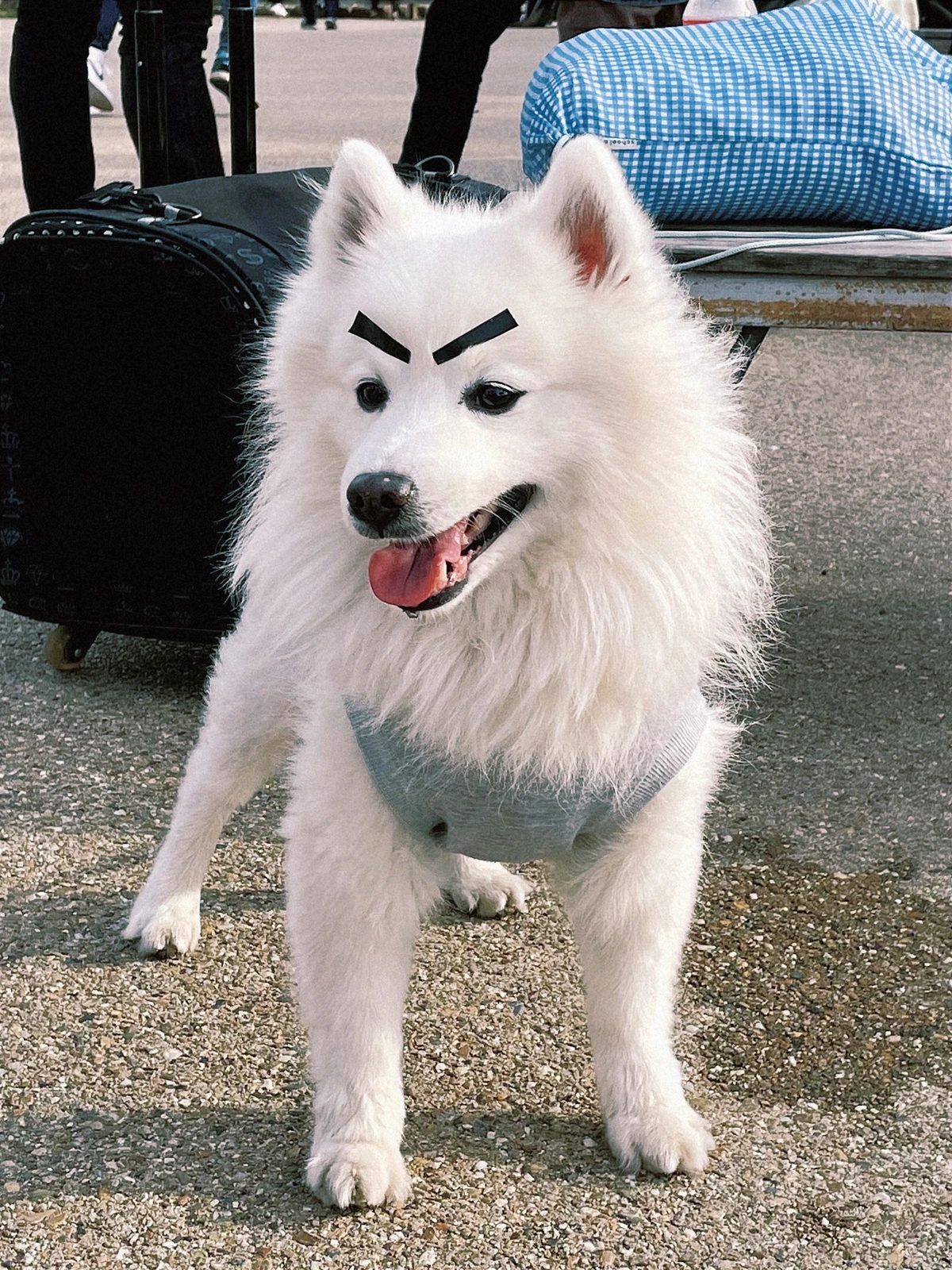 さつまや犬 どうして怒っているように見えるのですかww Norakumaが投稿したフォトブック Lemon8