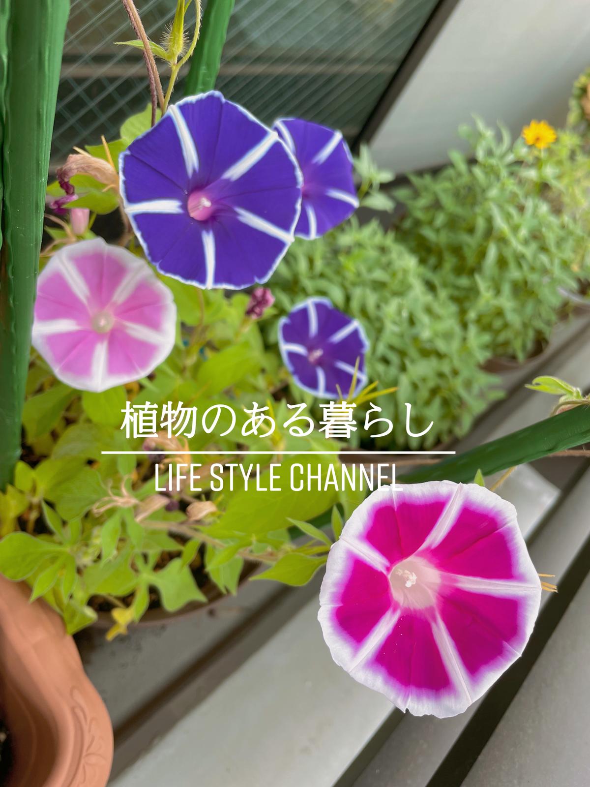 朝顔の花が咲いた ピカママが投稿したフォトブック Lemon8