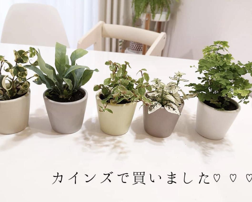 そんなに広くない観葉植物コーナー Mii Homeが投稿したフォトブック Sharee