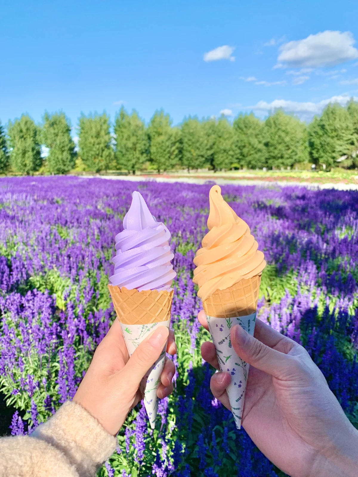 富良野 一面のお花畑とラベンダーソフトクリーム M Travelbookが投稿したフォトブック Lemon8