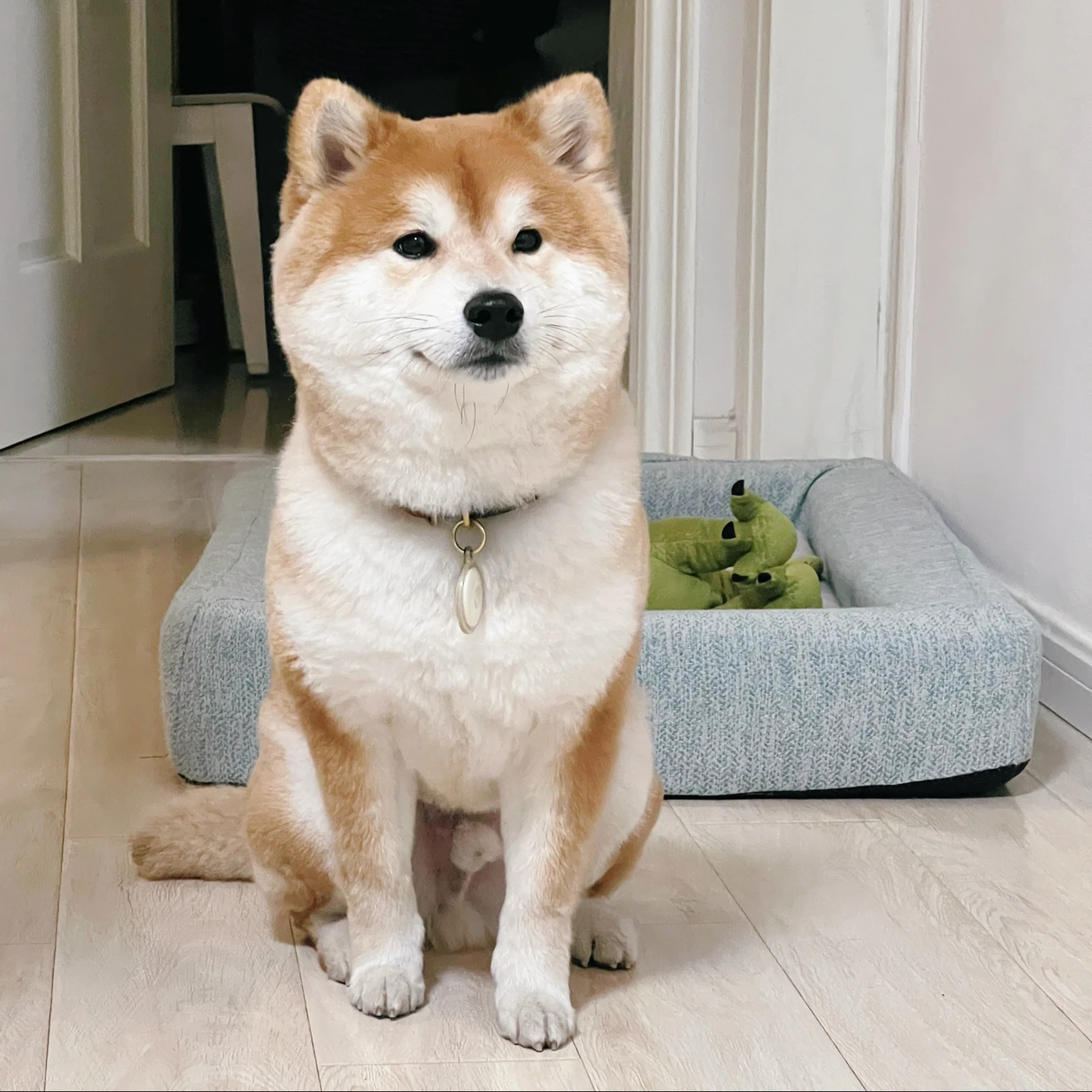 最近少し太ったかなぁ 柴犬haruが投稿したフォトブック Lemon8