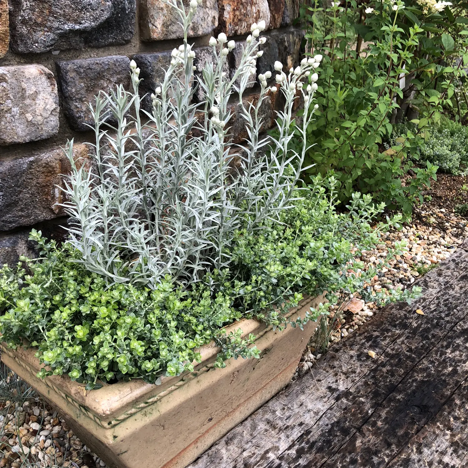 寄せ植えにピッタリ ヘリクリサムライムミニ M Gardenが投稿したフォトブック Lemon8