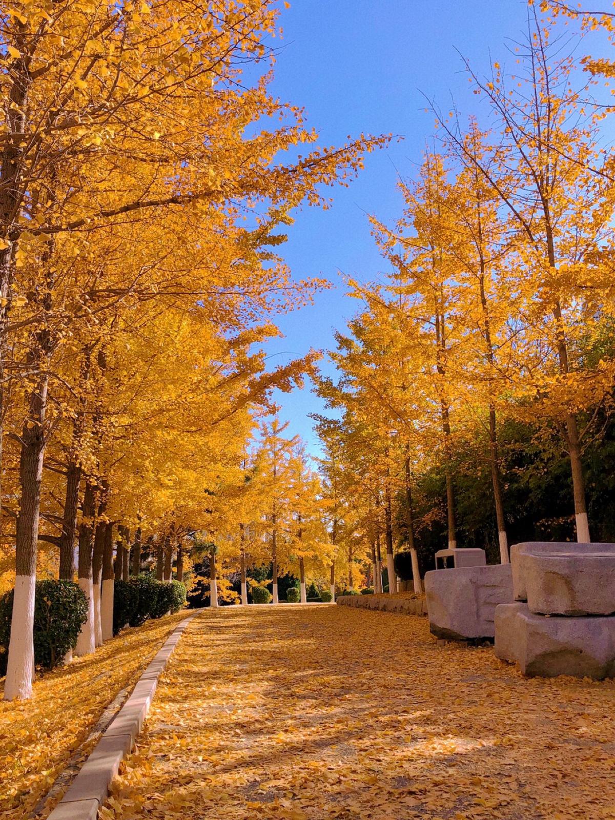 秋はイチョウの葉の花雨です 寺谷が投稿したフォトブック Lemon8