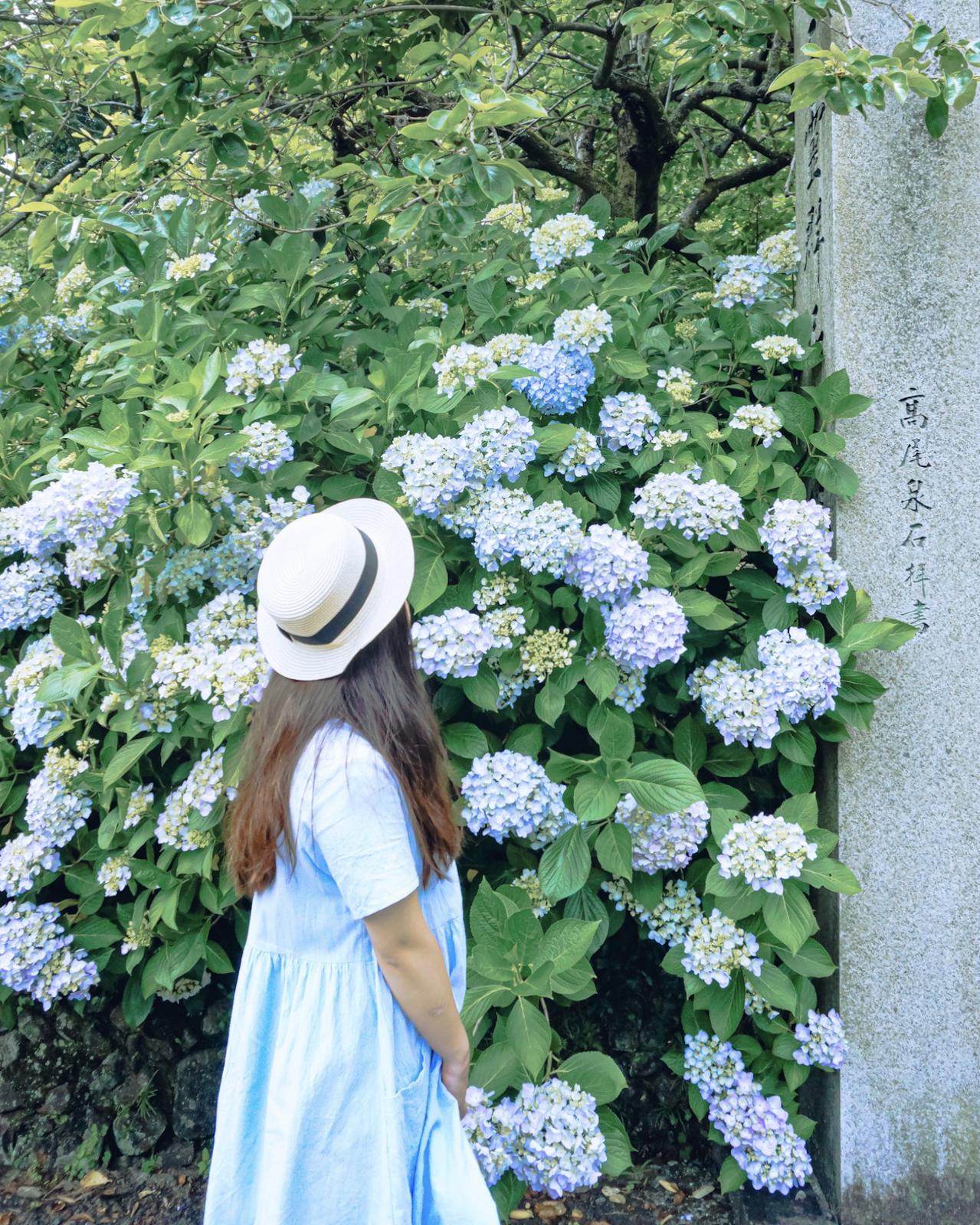 広島 広島にもあったあじさい寺 Moe Matsuiが投稿したフォトブック Sharee