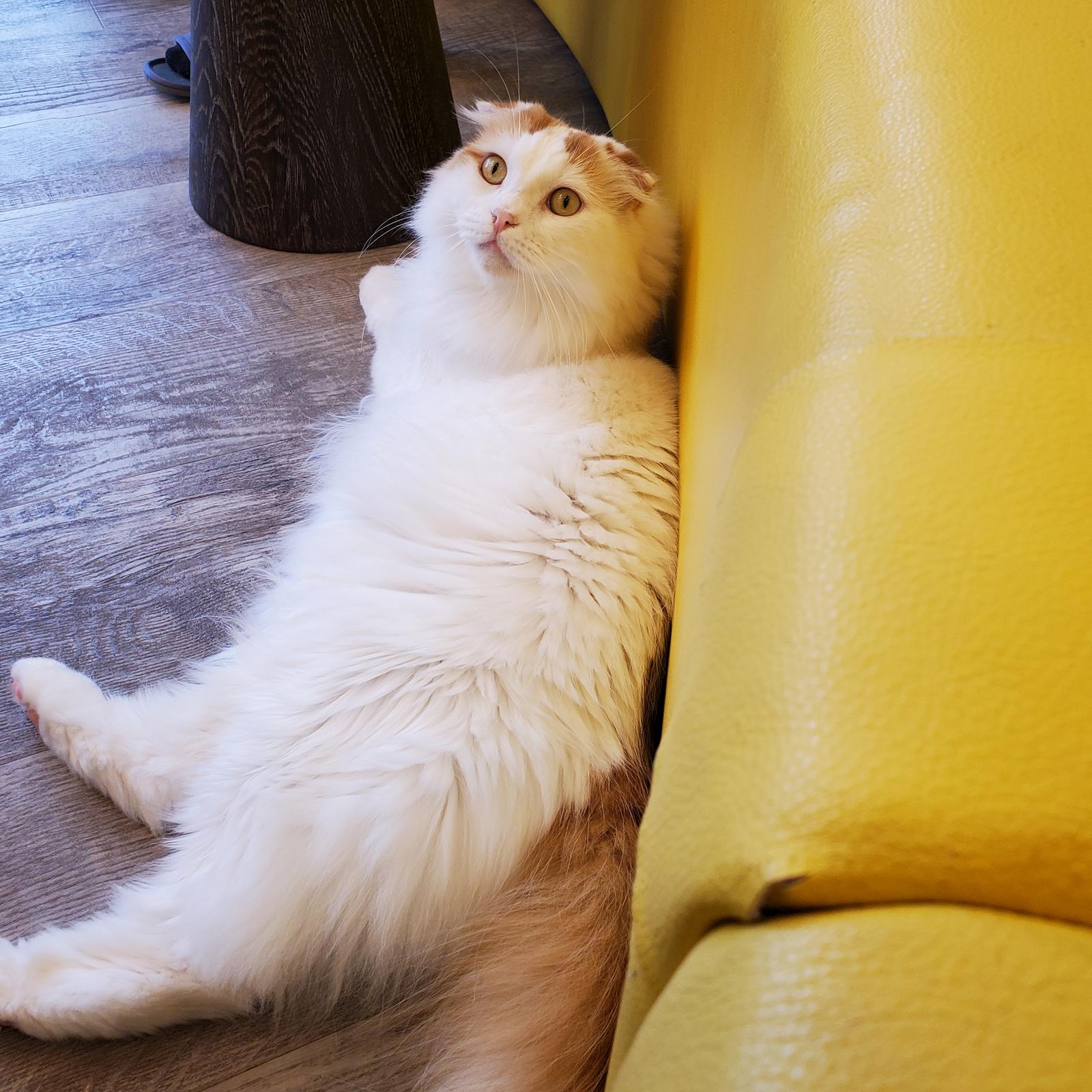 猫カフェ 可愛い猫ちゃん 皆さんはどんな猫ちゃんが好きですか 私はマンチカンが好きです エマちゃんが投稿したフォトブック Sharee