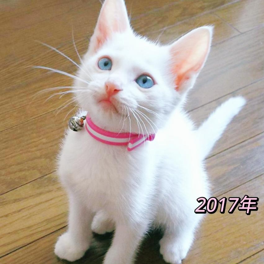 昔と今 ずっと可愛いけど子猫は最強 愛猫とハンドメイドが投稿したフォトブック Lemon8