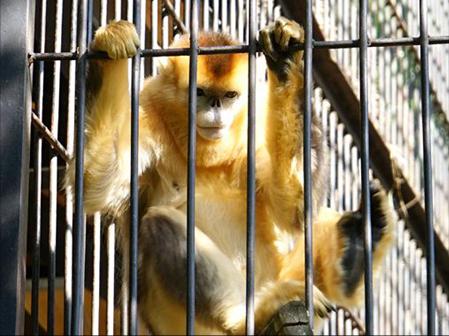 旅先でであったゆかいな動物たち 中国国宝級の珍獣キンシコウのベビー 絶景大陸が投稿した記事 Sharee