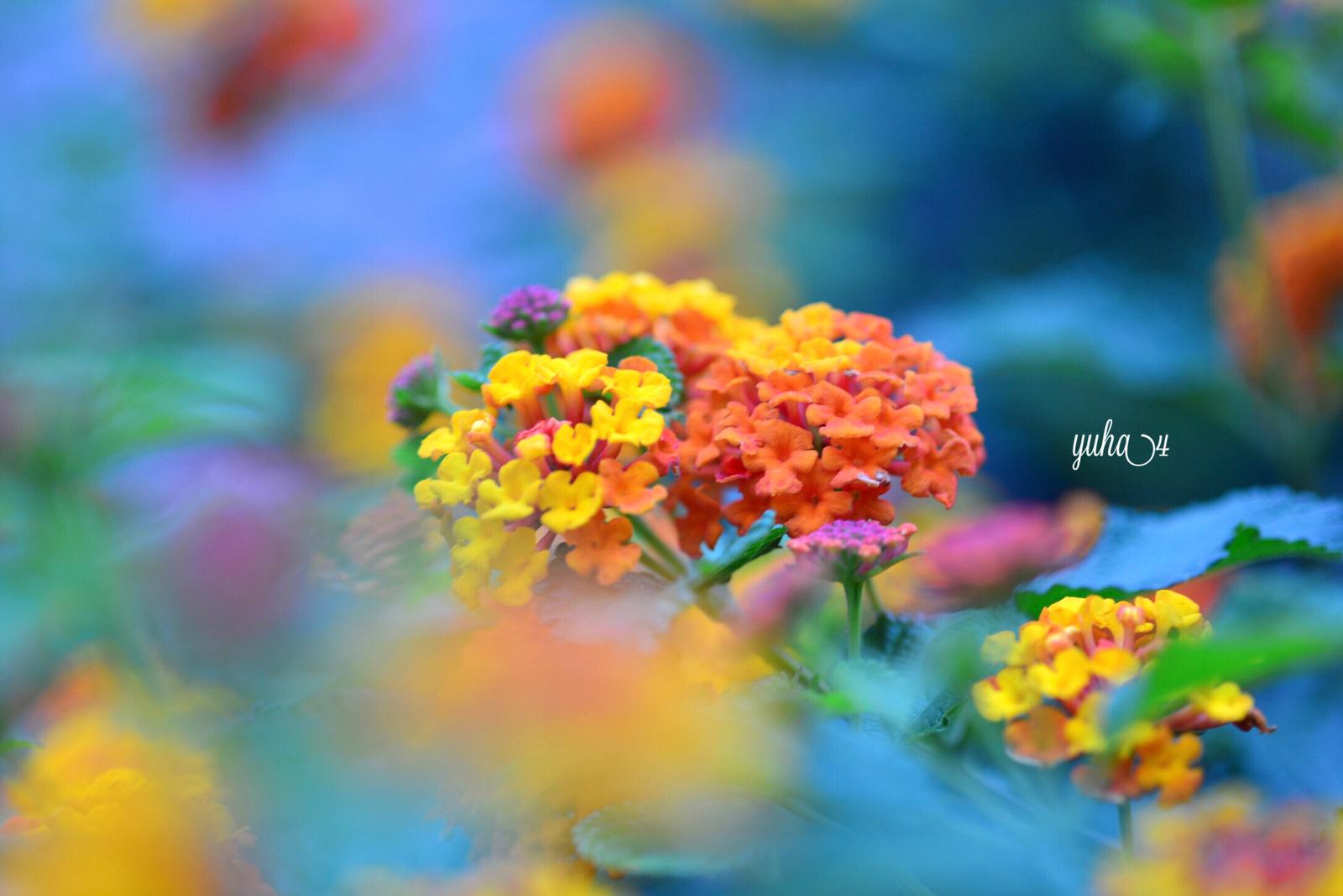 ランタナ Yuha4が投稿したフォトブック Sharee