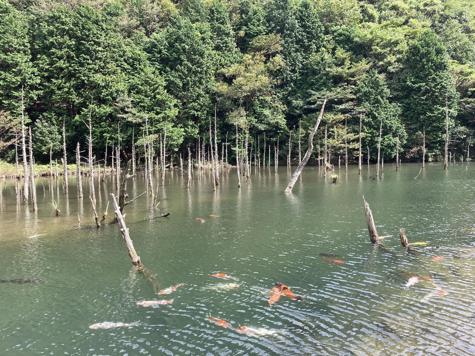 まるで北海道 素敵な風景 旅したくなるフォト Mitsuru15が投稿したフォトブック Sharee