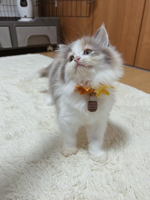 名前の由来に関する最新投稿と人気の投稿 Lemon8