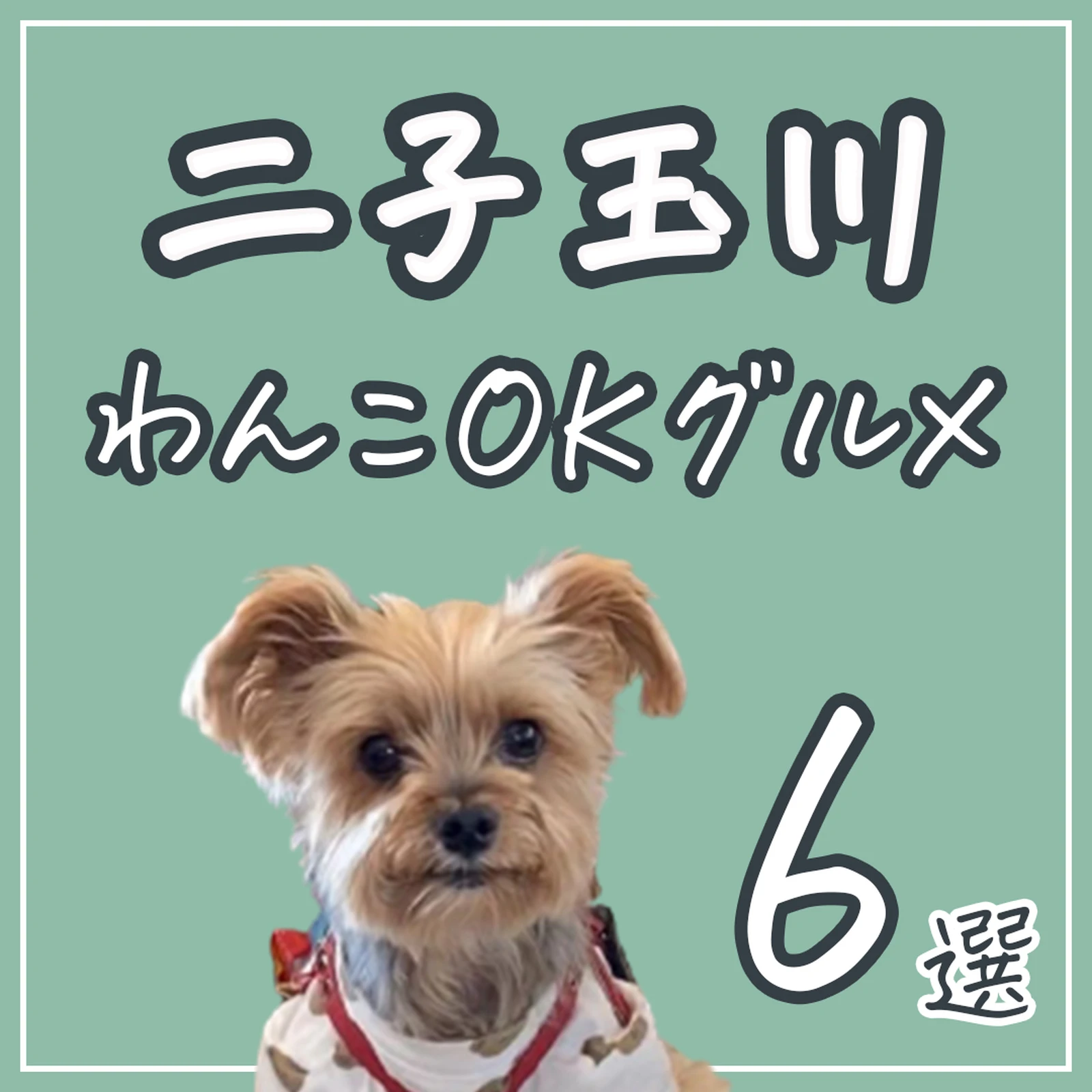 わんこと行けるグルメスポットまとめ 二子玉川 Petcy Officialが投稿したフォトブック Lemon8 わんこと行けるグルメスポットまとめ 二子玉川 Petcy Officialが投稿したフォトブック Lemon8