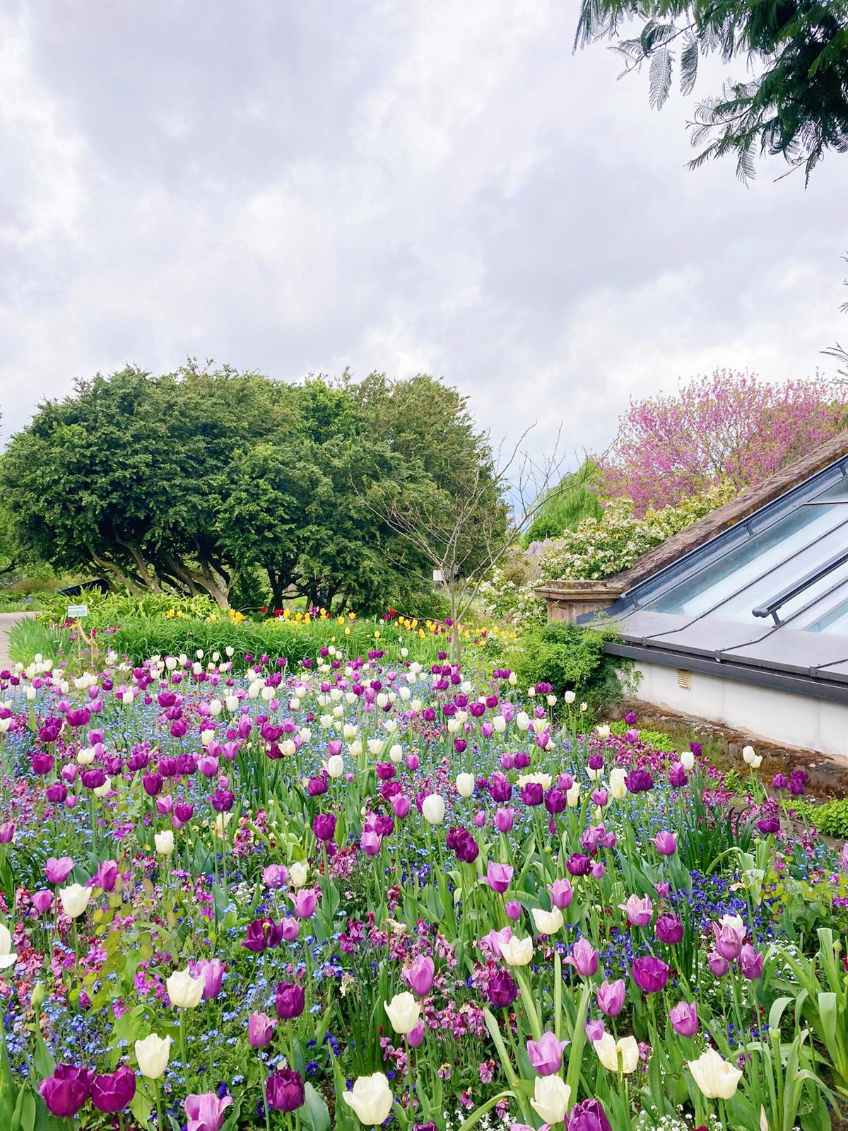 藤の花のトンネル ドイツ ヴァインハイムの植物園 Kasumi713が投稿したフォトブック Sharee