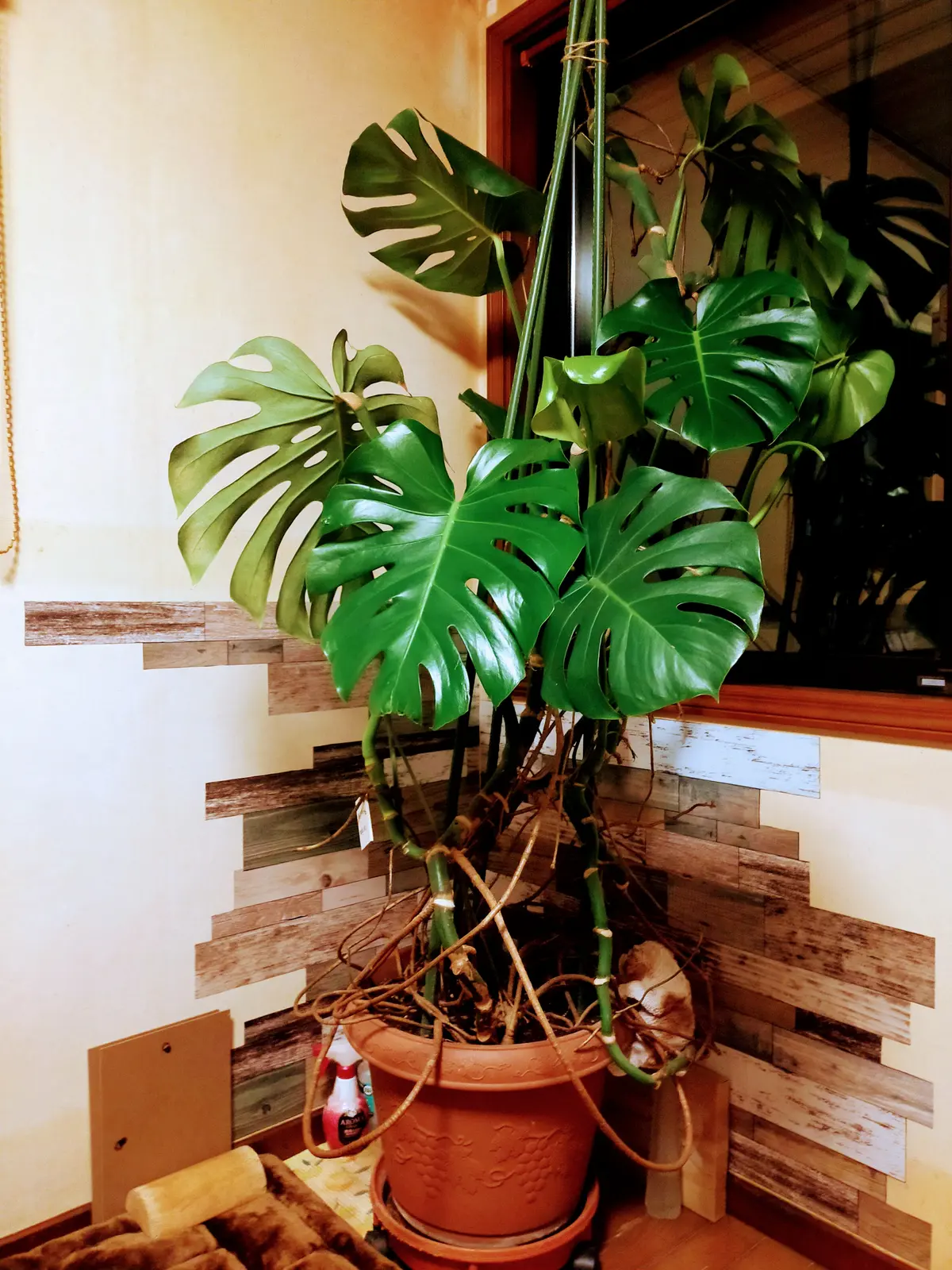 ダイソーのちっちゃい100円モンステラの8年ものです 2メー れもりが投稿したフォトブック Lemon8 ダイソーのちっちゃい100円モンステラの8年ものです 2メー れもりが投稿したフォトブック Lemon8