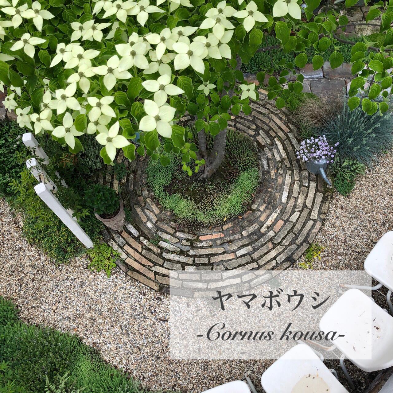 ヤマボウシ お庭のシンボルツリーにピッタリ M Gardenが投稿したフォトブック Sharee