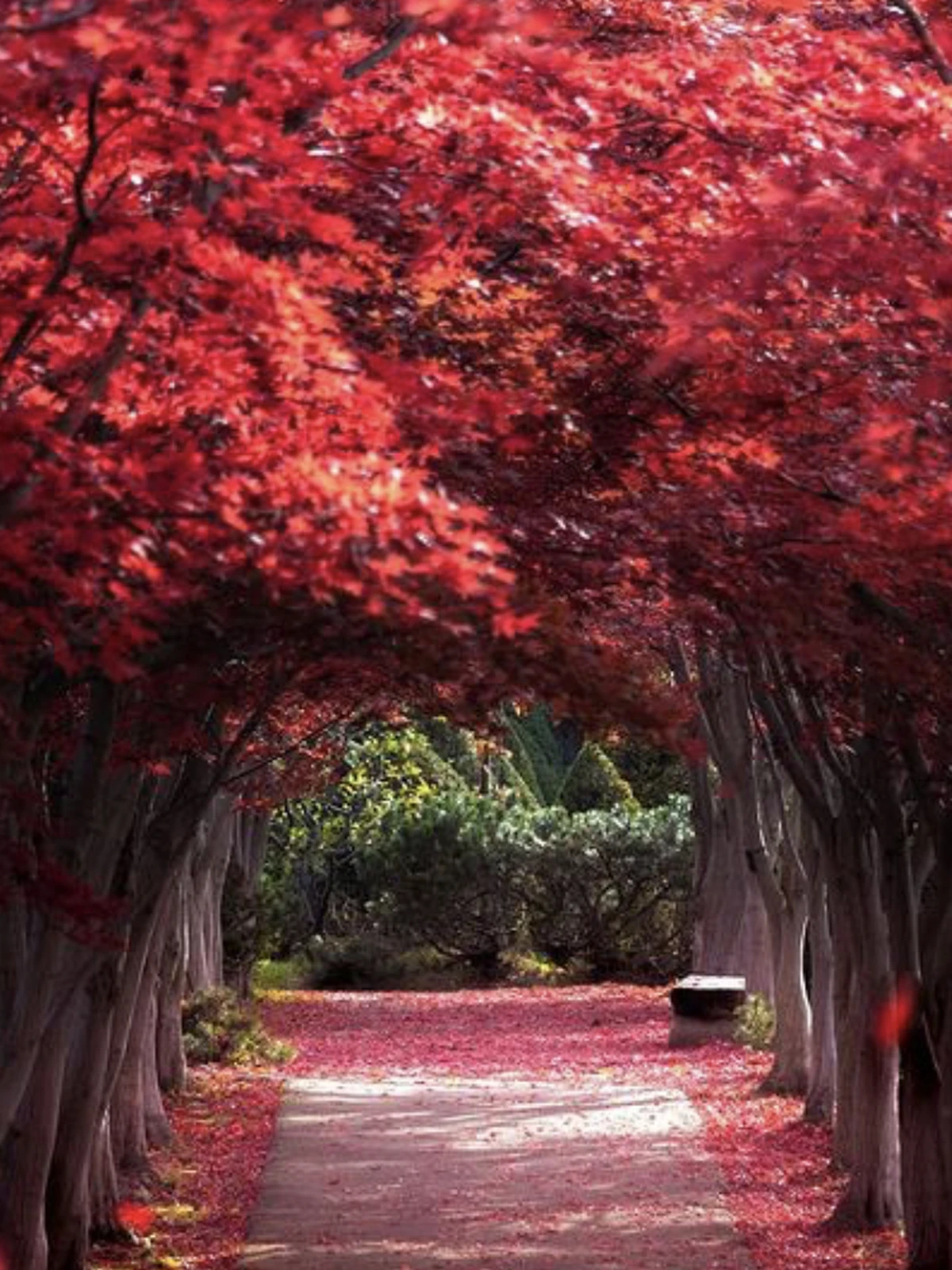 秋の味覚 最高の景色 国榕韓が投稿したフォトブック Lemon8