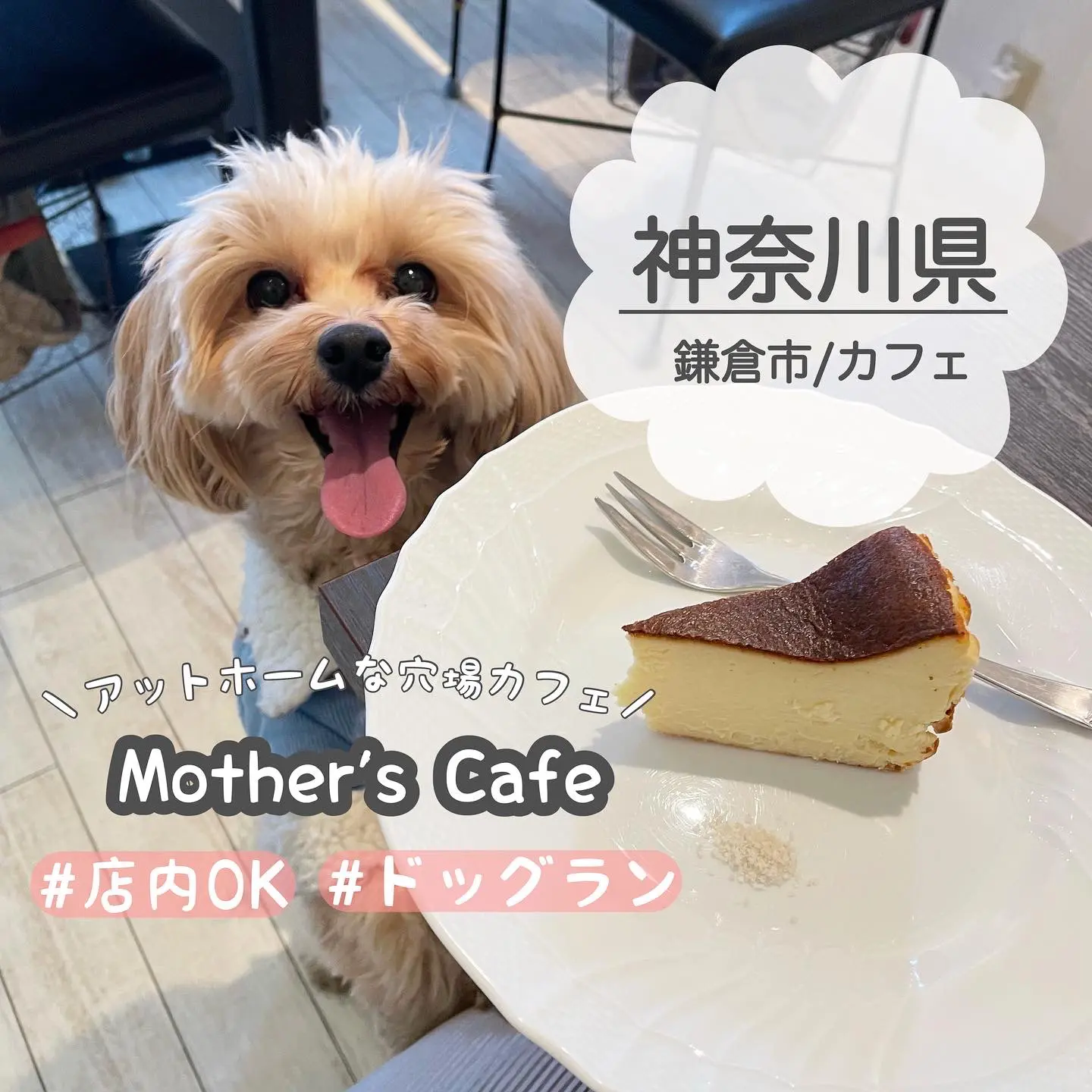 神奈川県 鎌倉市 看板犬のいるアットホームな穴場カフェ マルプーまっしゅが投稿したフォトブック Lemon8