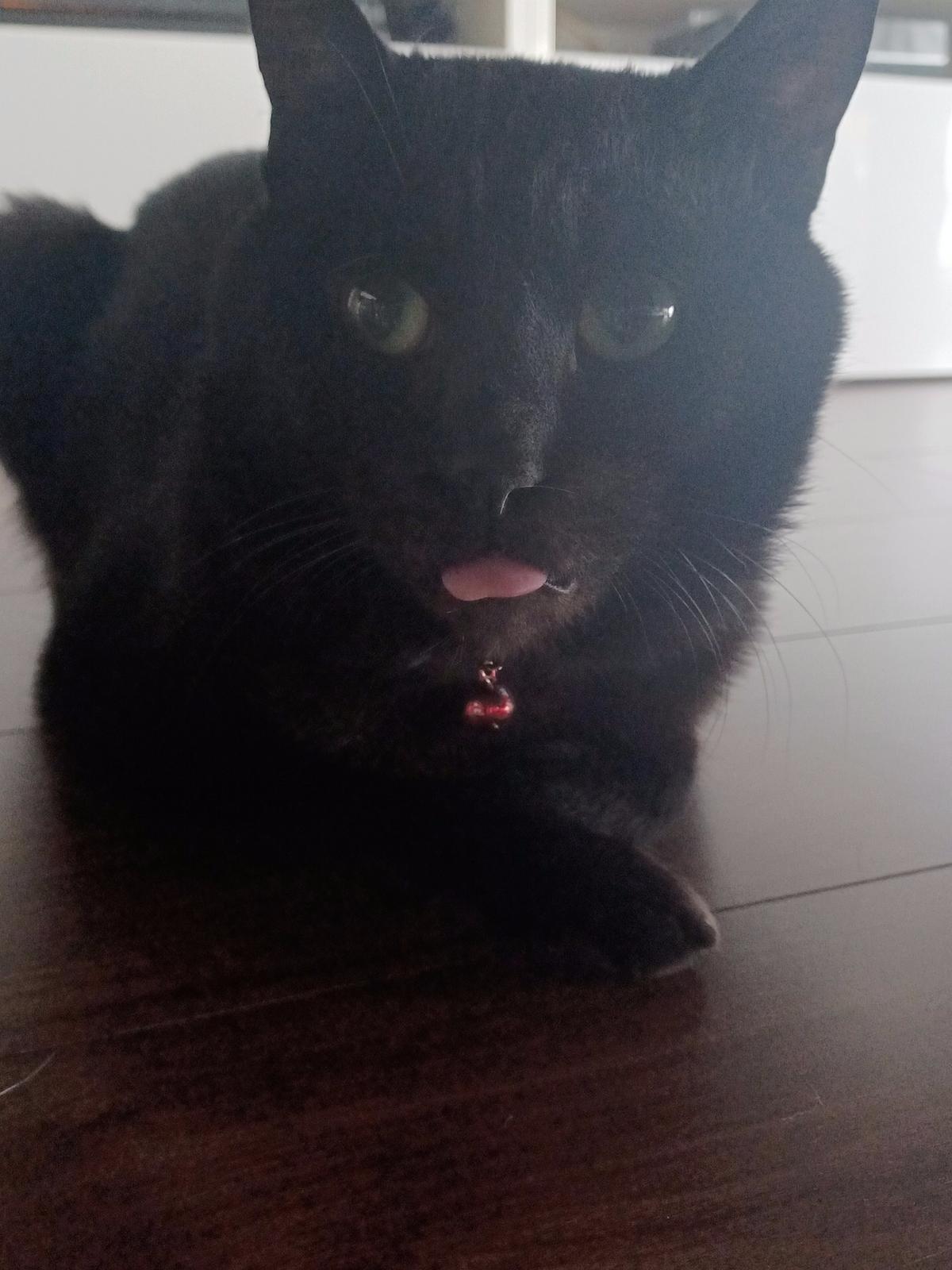 おマヌケ顔u202a𐤔u202a𐤔  うらら_tarotが投稿したフォトブック  Lemon8u202cu202c