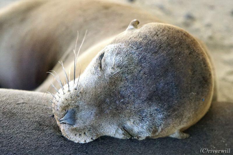 旅先でであったゆかいな動物たち ガラパゴス諸島のアザラシ赤ちゃん 絶景大陸が投稿した記事 Sharee