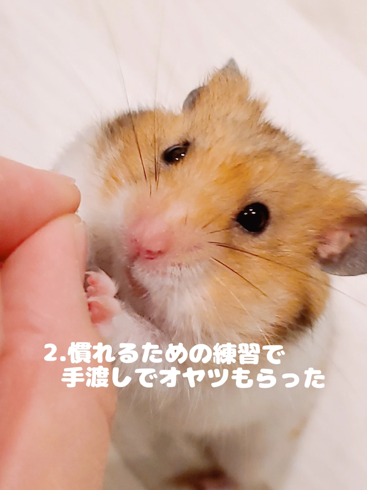 21年頬袋の記録 ぺとるが投稿したフォトブック Lemon8