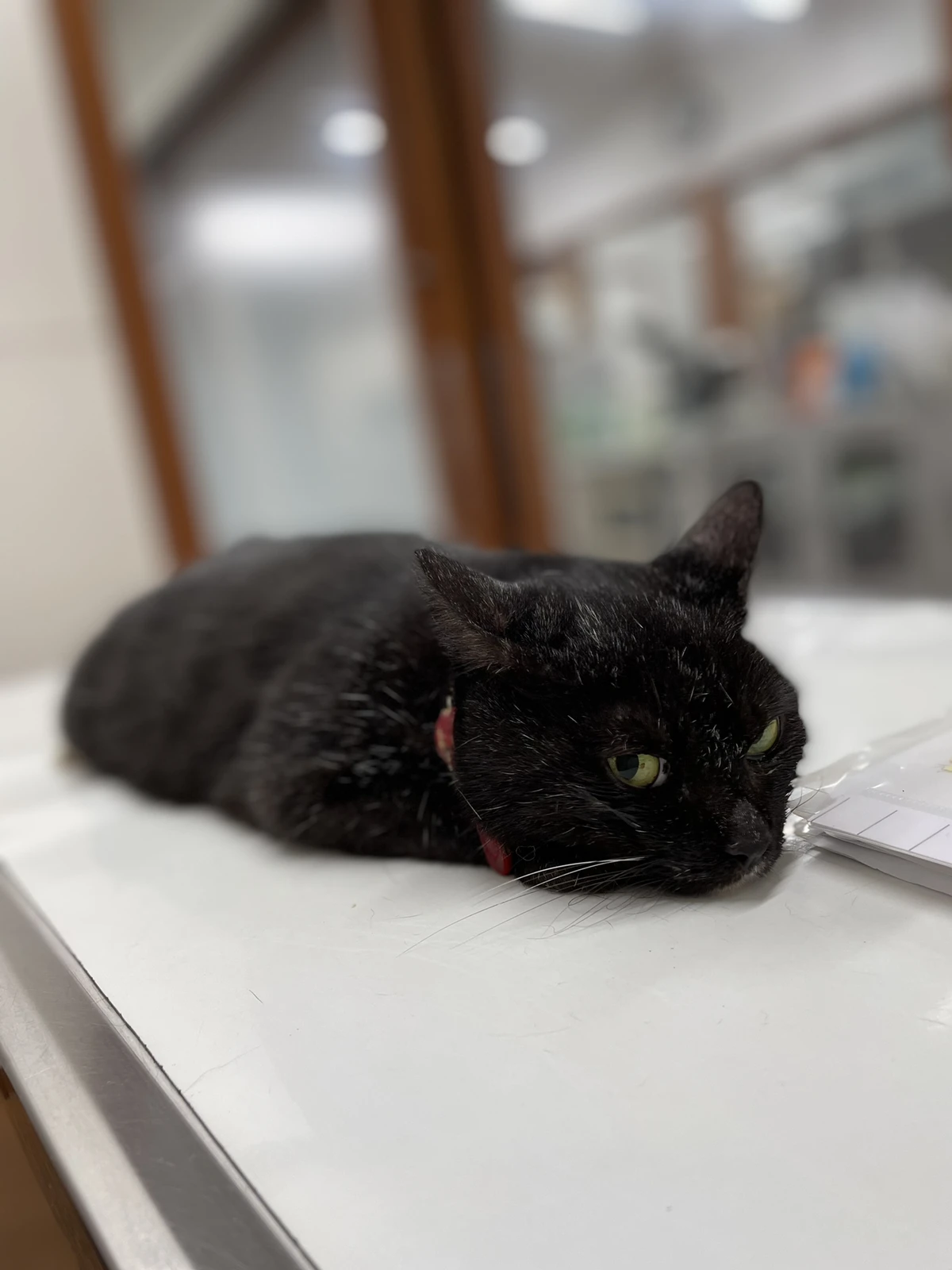 ぐったり 一枝山本が投稿したフォトブック Lemon8