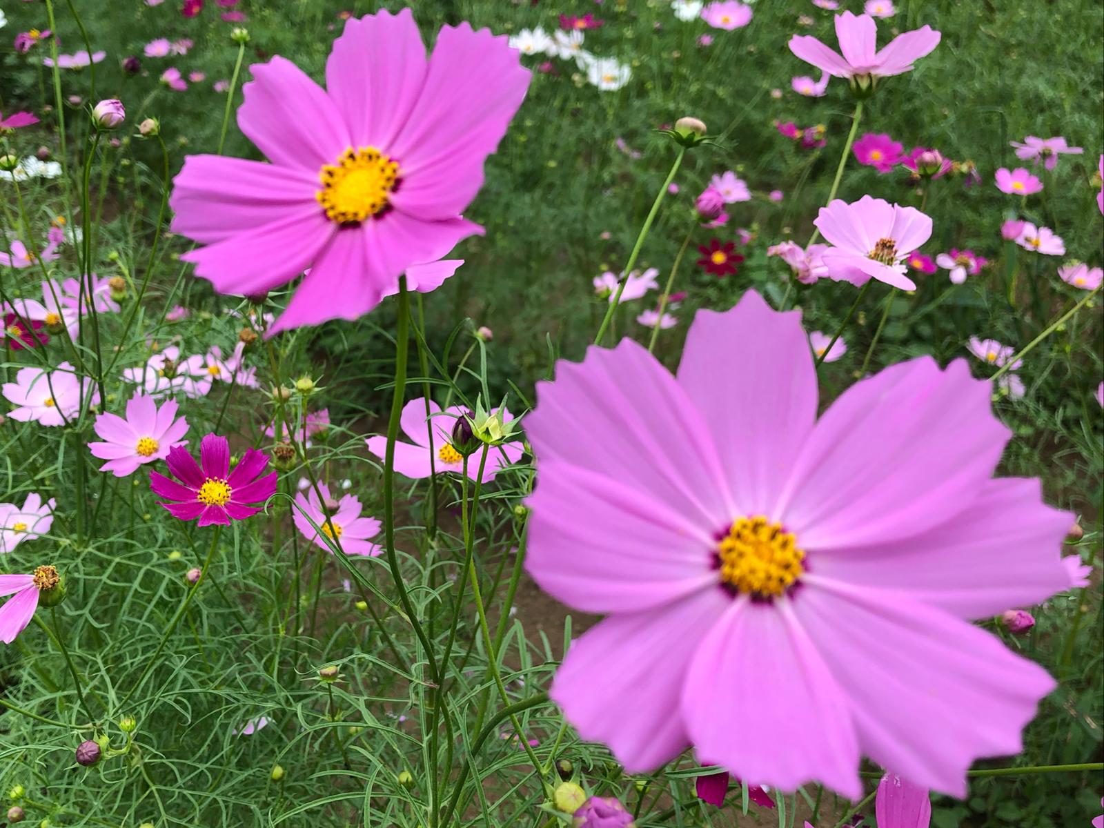 初投稿 大宮花の丘公園行ってきました 今の時期はコスモスと みふゆ70が投稿したフォトブック Lemon8