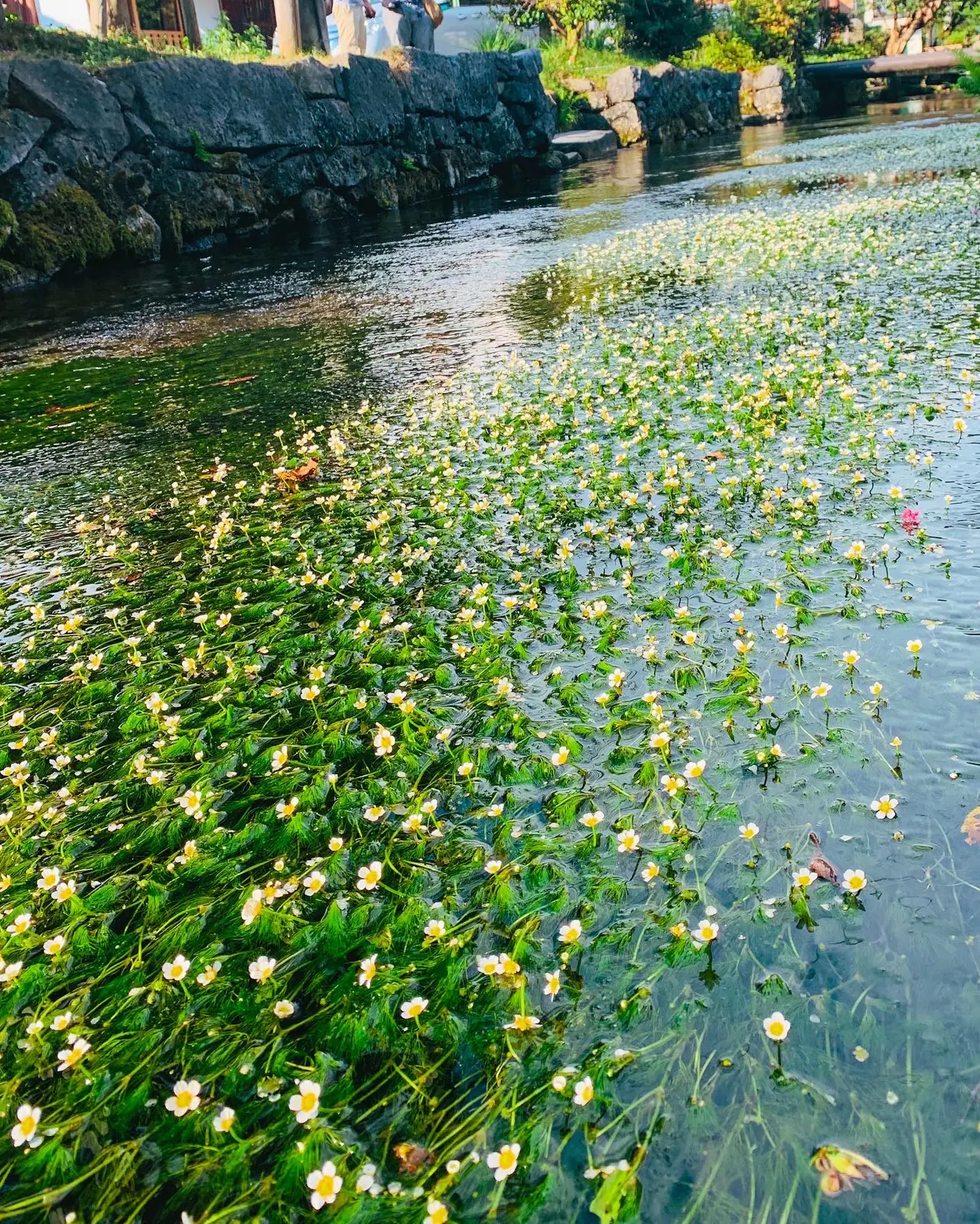 滋賀 夏が見頃の水中の花 梅花藻 Tomoworld228が投稿したフォトブック Lemon8