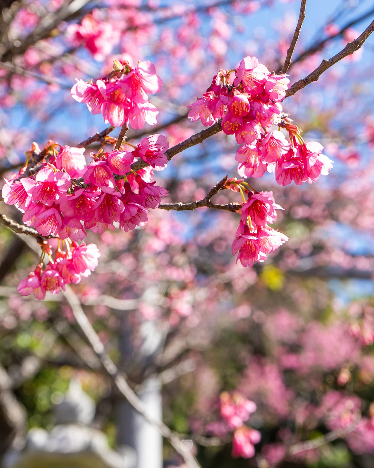 沖縄 海と桜 沖縄の春を感じるならここ Seiji Zekkeiが投稿したフォトブック Lemon8