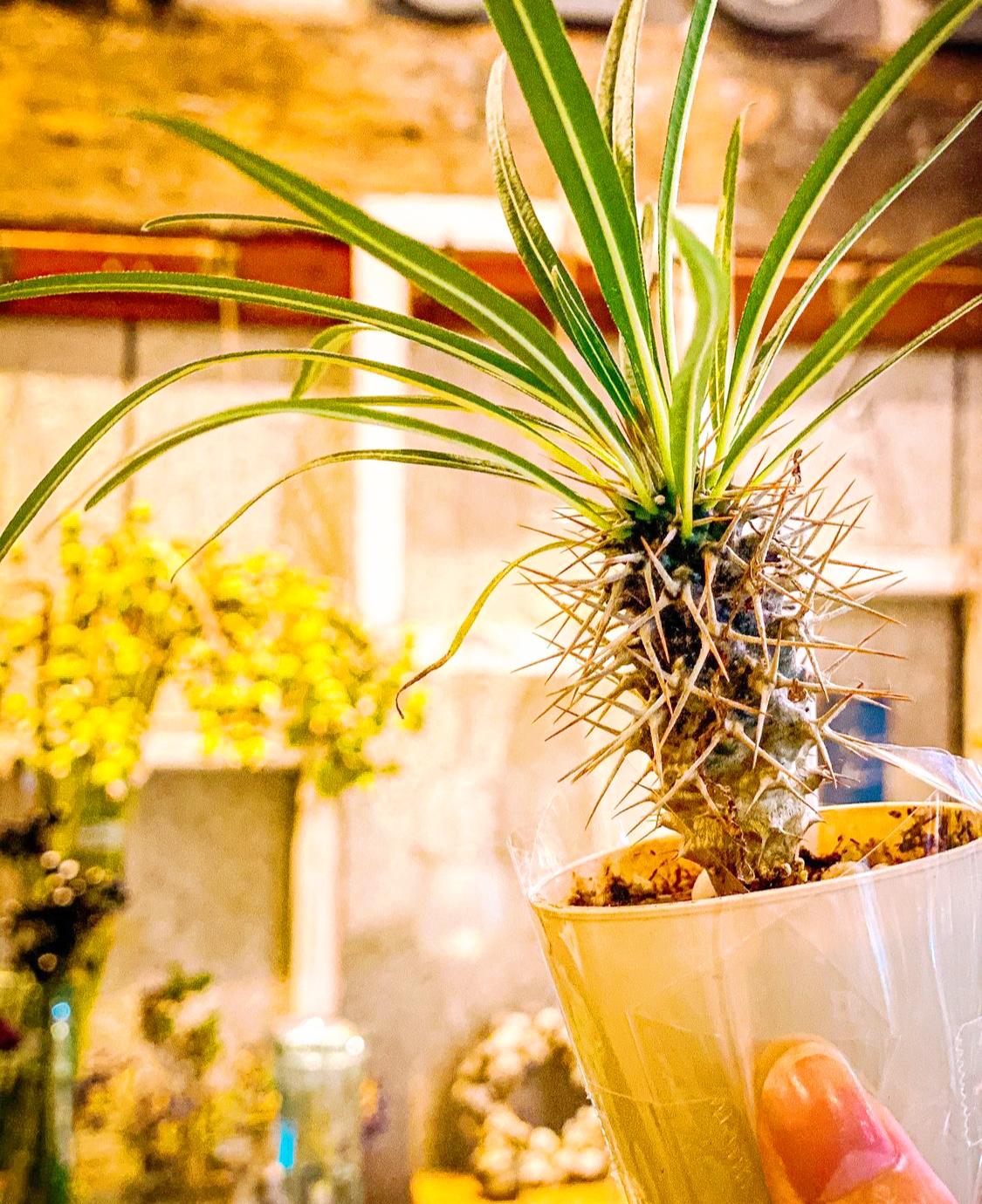 茨城県のお洒落カフェ お花屋さん Misa Ksが投稿したフォトブック Lemon8