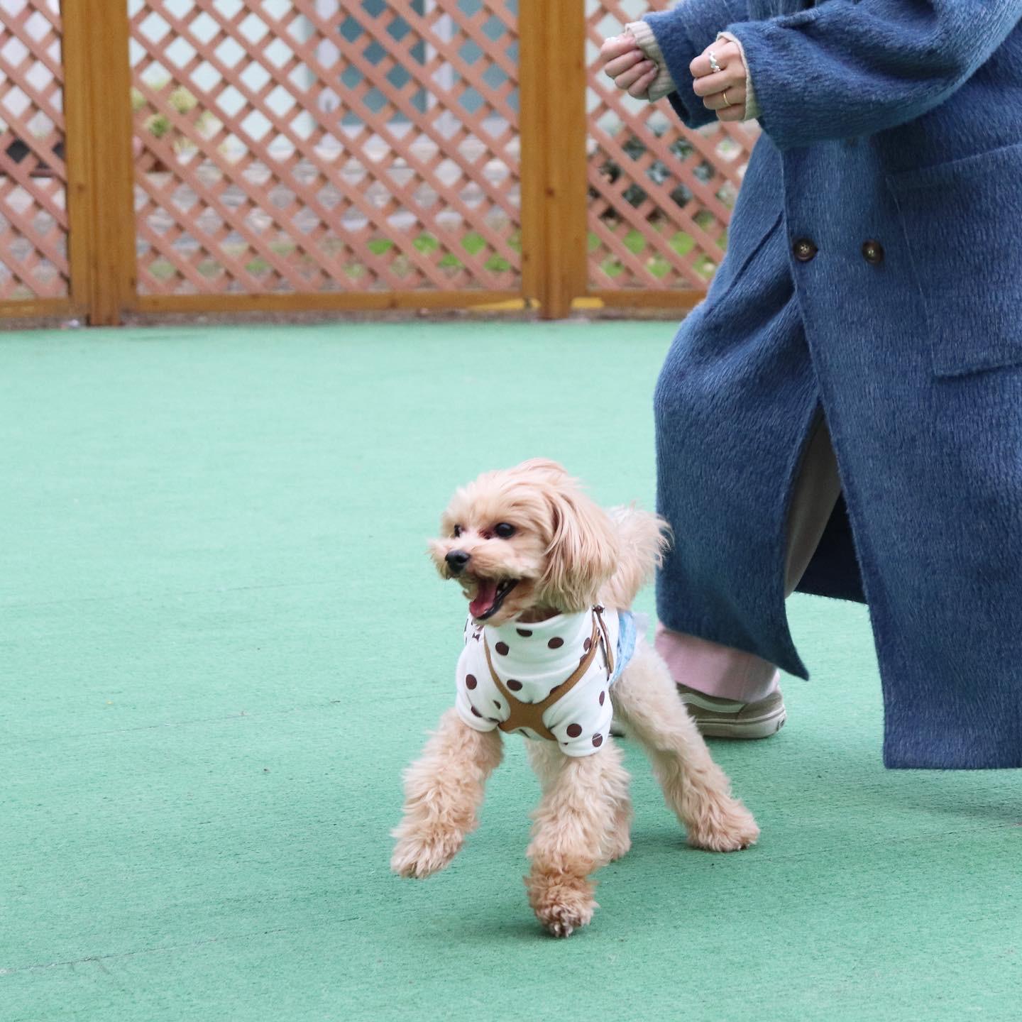 神奈川県 川崎市 可愛いフォトスポットあり 通いたくなるドッグカフェ マルプーまっしゅが投稿したフォトブック Sharee