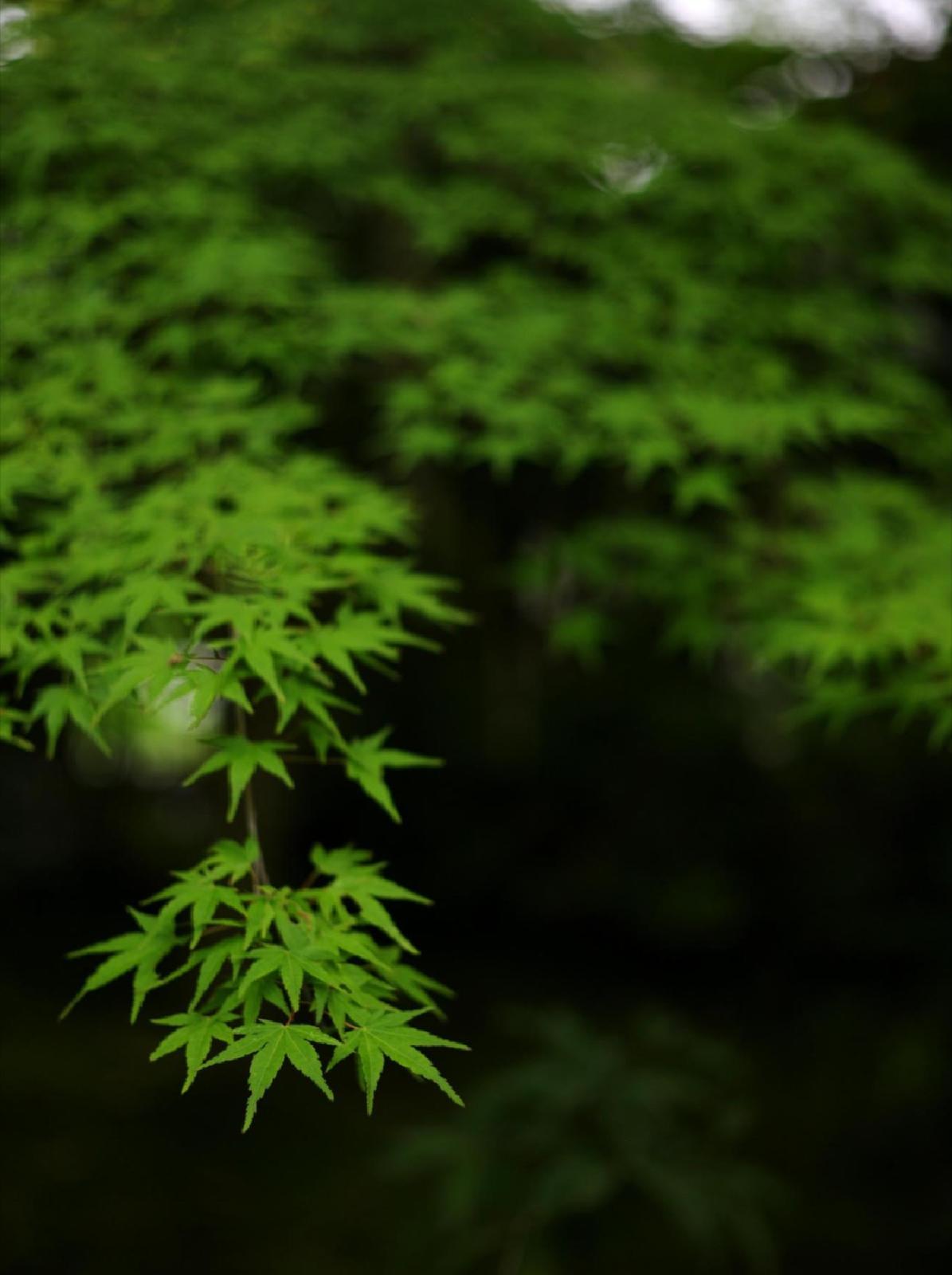 京都の紅葉の名所は 初夏もとびっきり 静謐な青もみじの美を味わえる小倉山 ネネが投稿した記事 Sharee