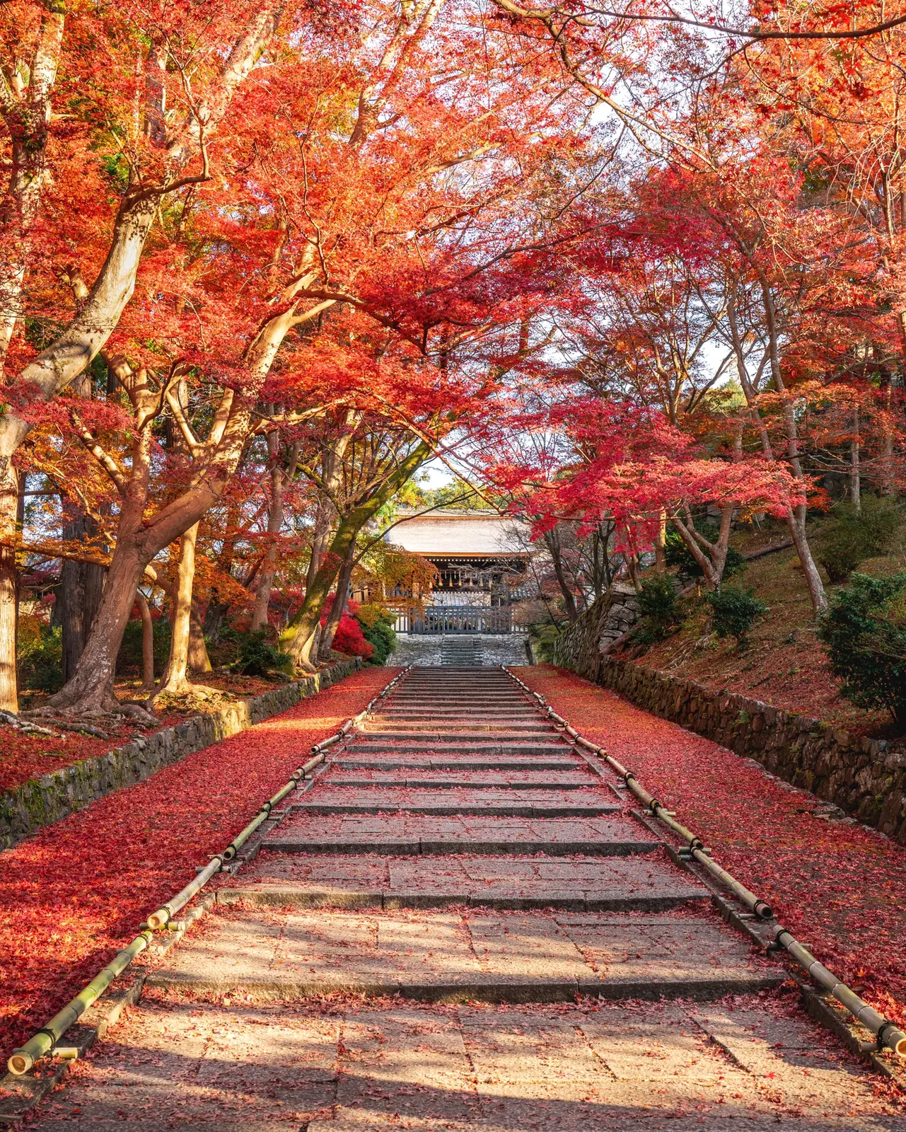 散り紅葉 赤色の絨毯 朝の京都 毘沙門堂が感動でした Kazu Photosが投稿したフォトブック Lemon8