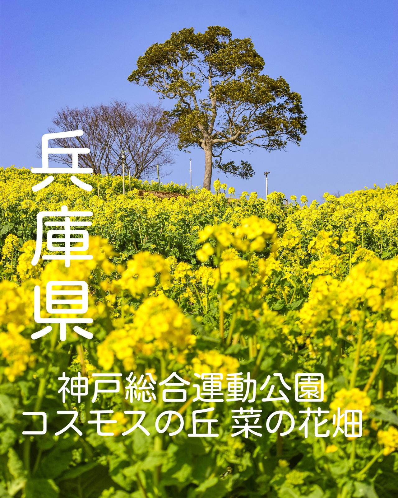 菜の花畑 兵庫県 神戸総合運動公園 コスモスの丘 Jptravelerspicが投稿したフォトブック Lemon8