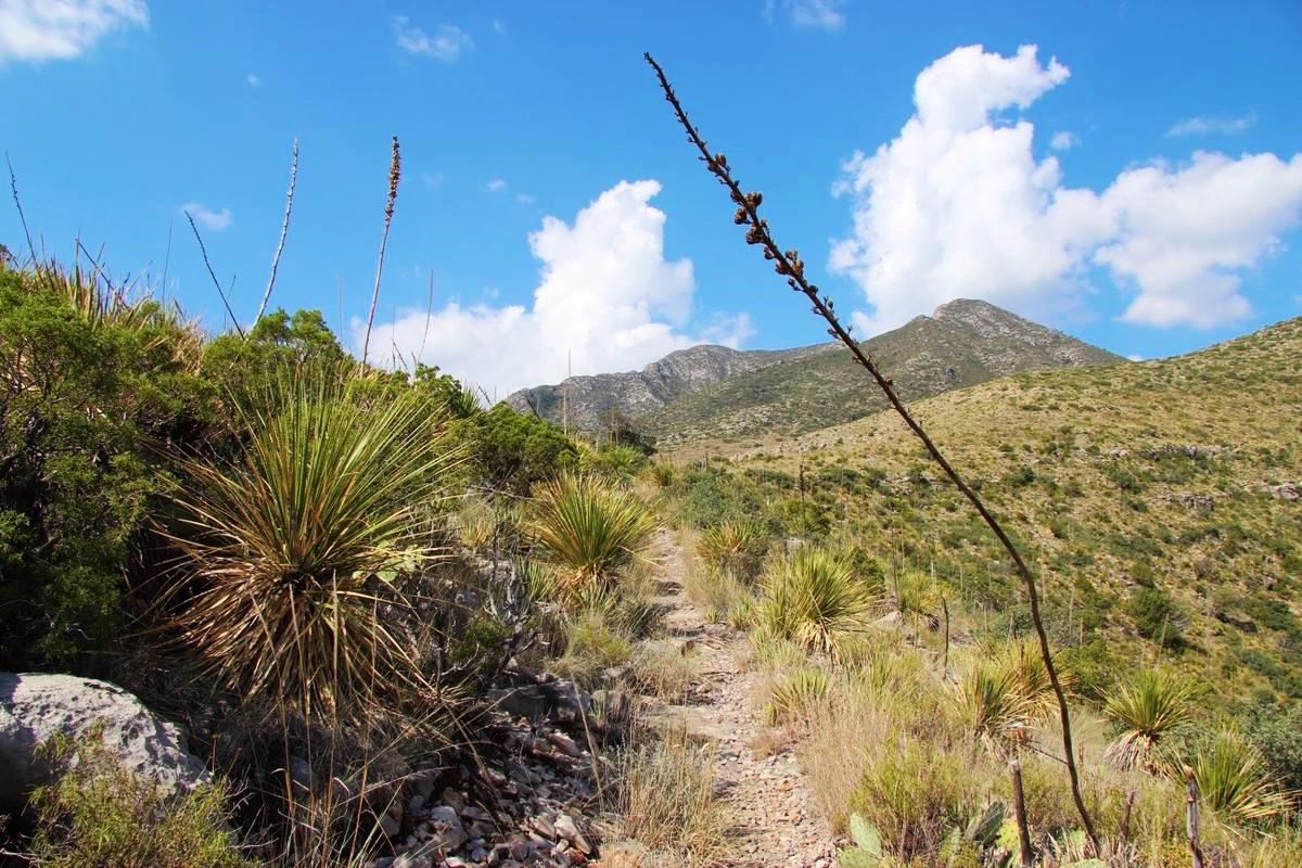 ニューメキシコ州３泊４日旅行 グアダループ山地国立公園編 ４日目 鈴木桜が投稿した記事 Lemon8