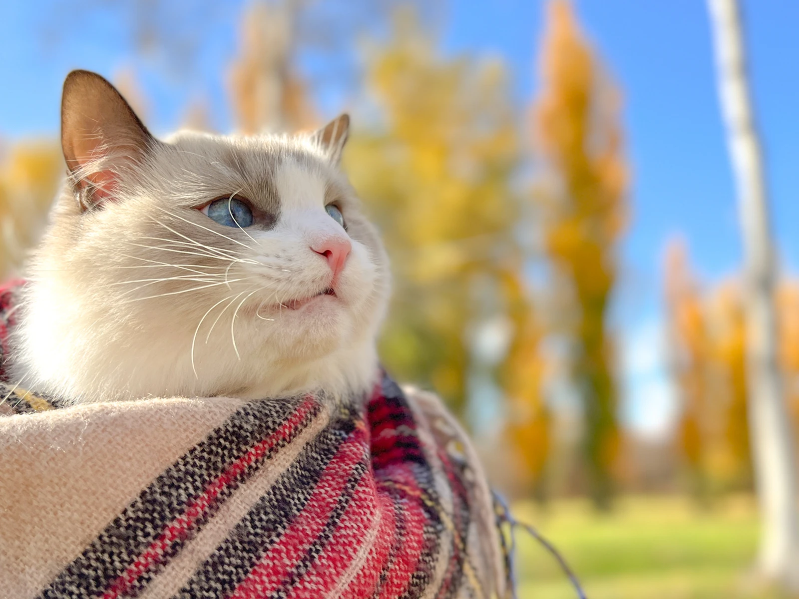 紅葉の景色の中で佇むモデル猫 ぱるのえ 北海道で暮らす犬と猫が投稿したフォトブック Lemon8