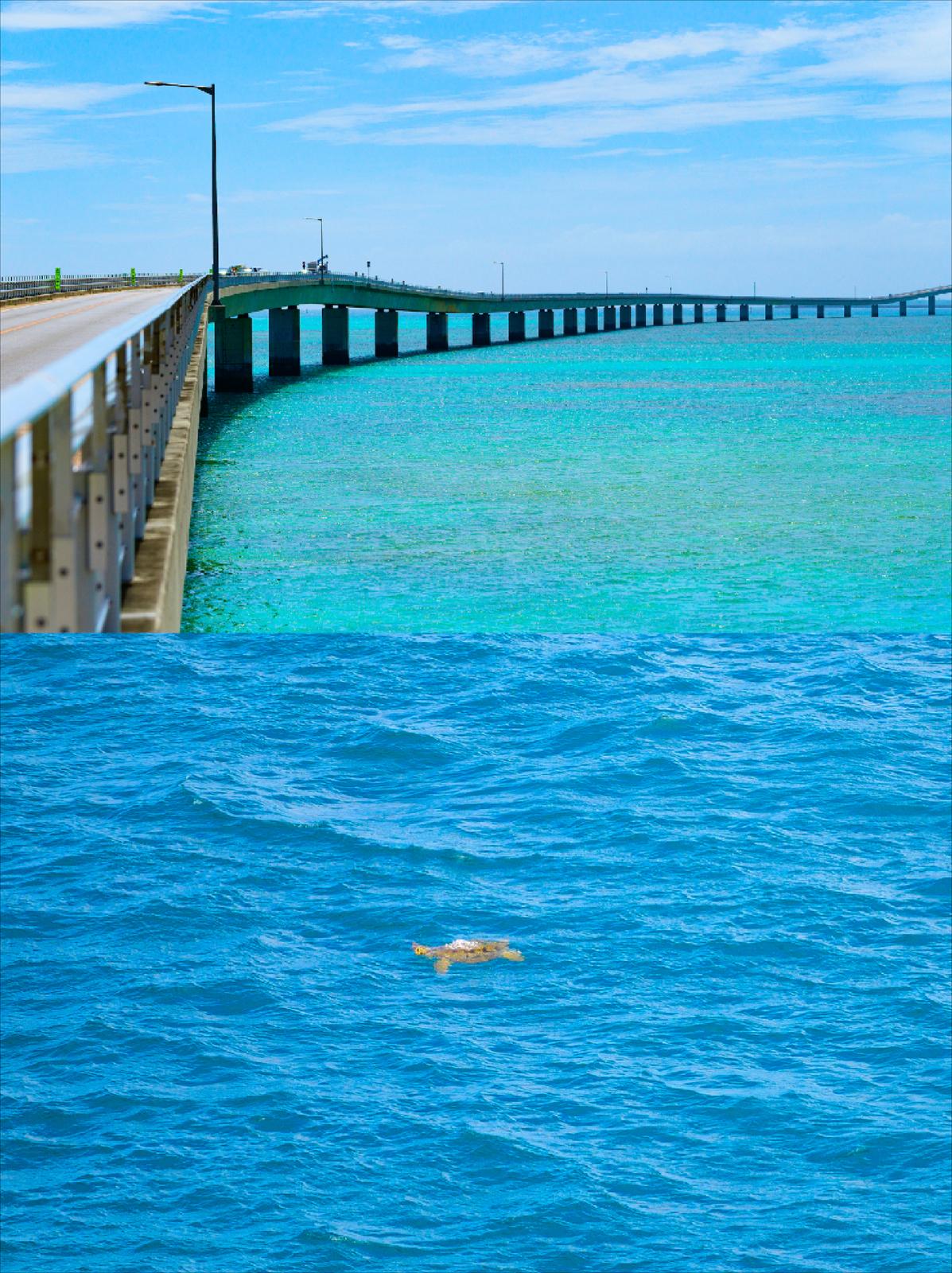 旅フォト 橋の上からウミガメ発見 日本最長の伊良部大橋を自転車で走る 宮古島 大佐フォトが投稿した記事 Sharee