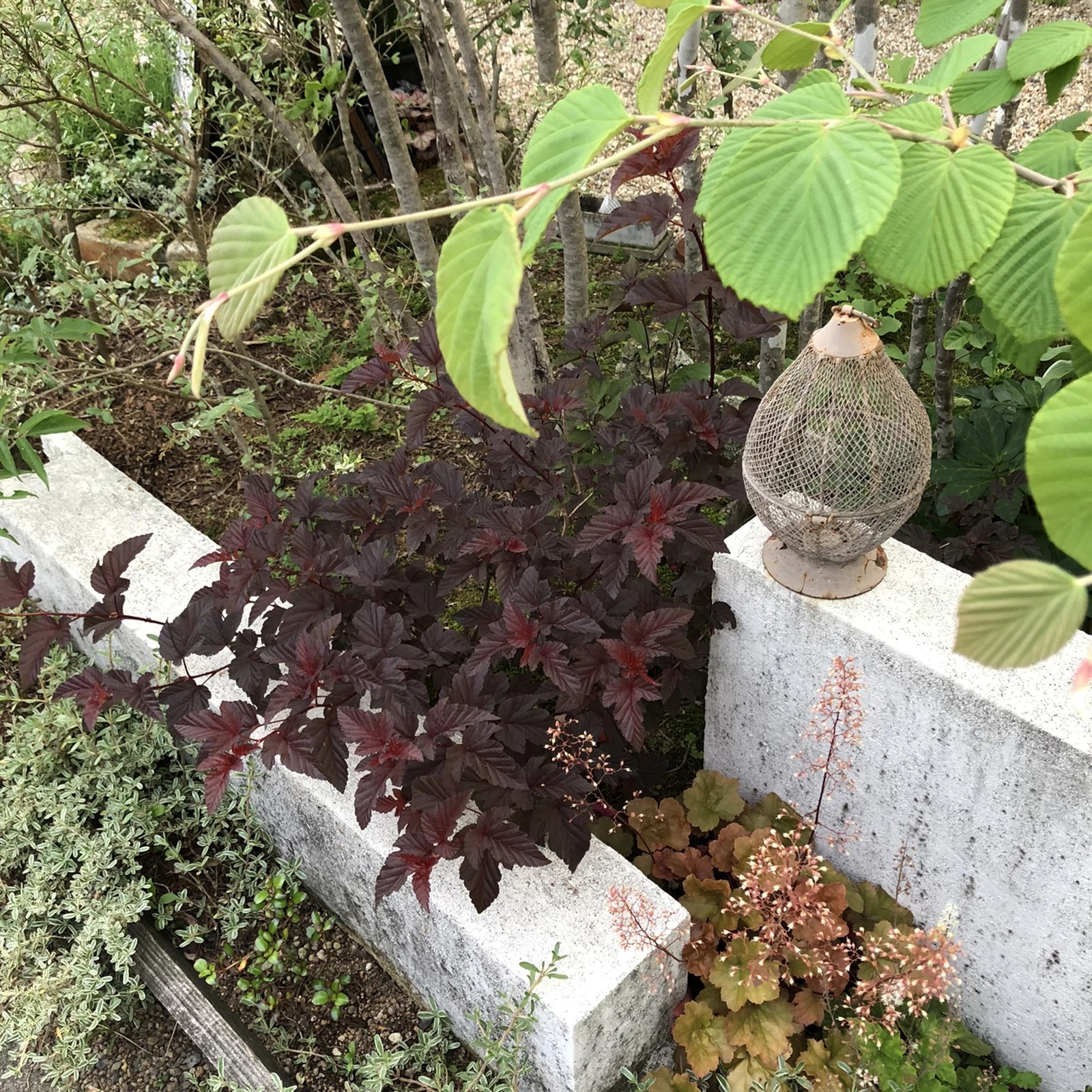 銅葉がシックな アメリカテマリシモツケディアボロ M Gardenが投稿したフォトブック Lemon8