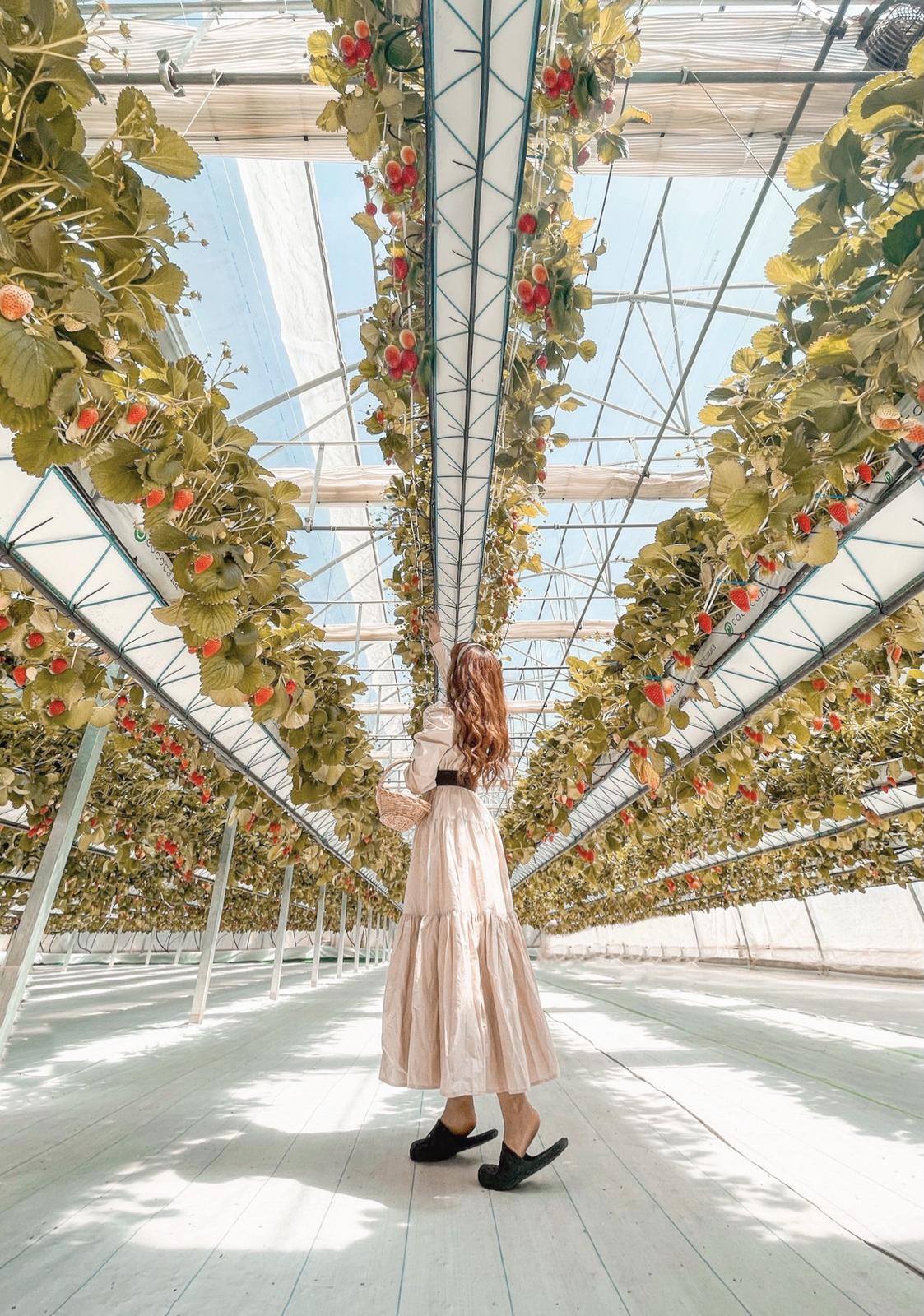 兵庫県 淡路島 これぞ映え 空飛ぶいちごハウス Aigram 57が投稿したフォトブック Sharee