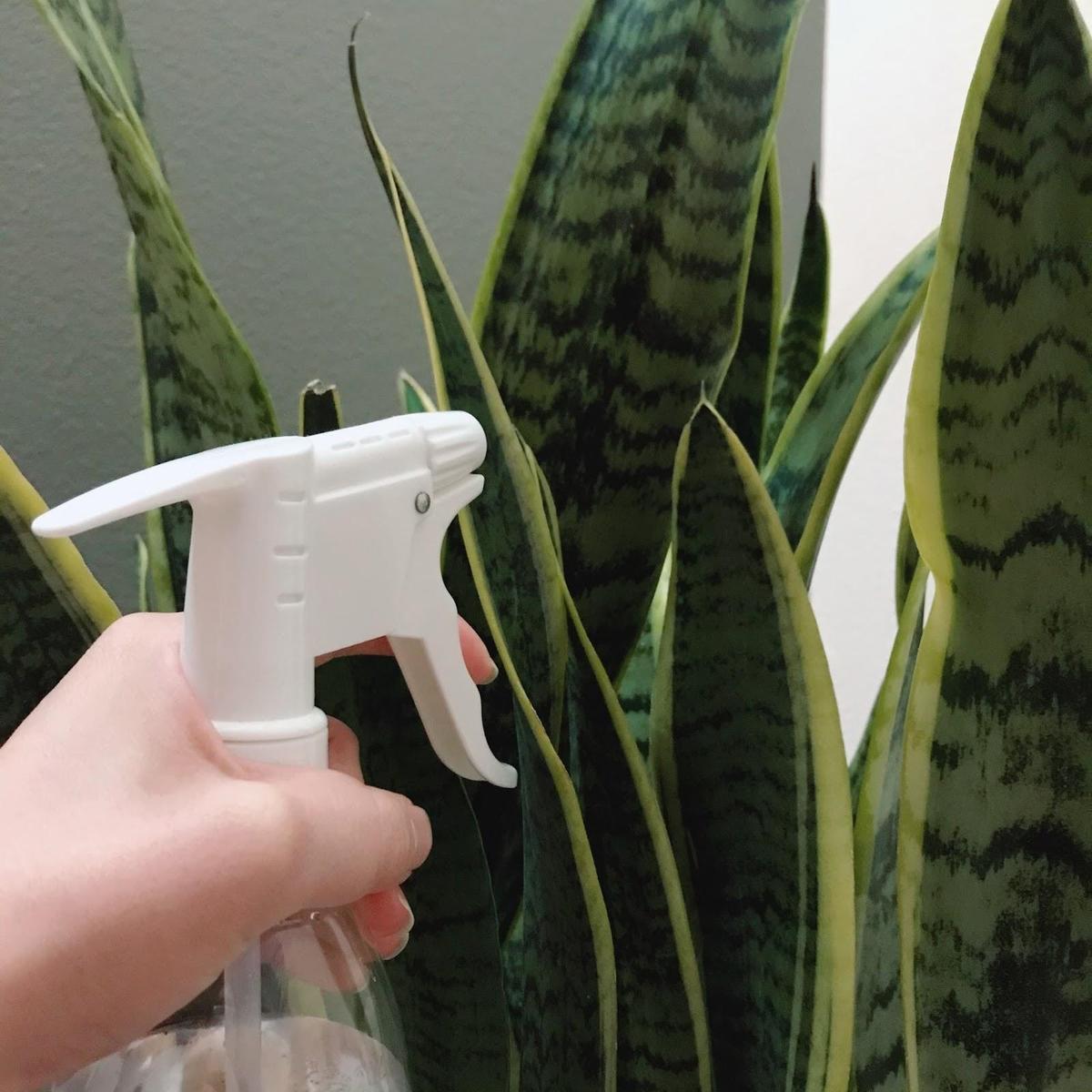 サンセベリア 観葉植物を飾ろう Kanaeが投稿した記事 Sharee
