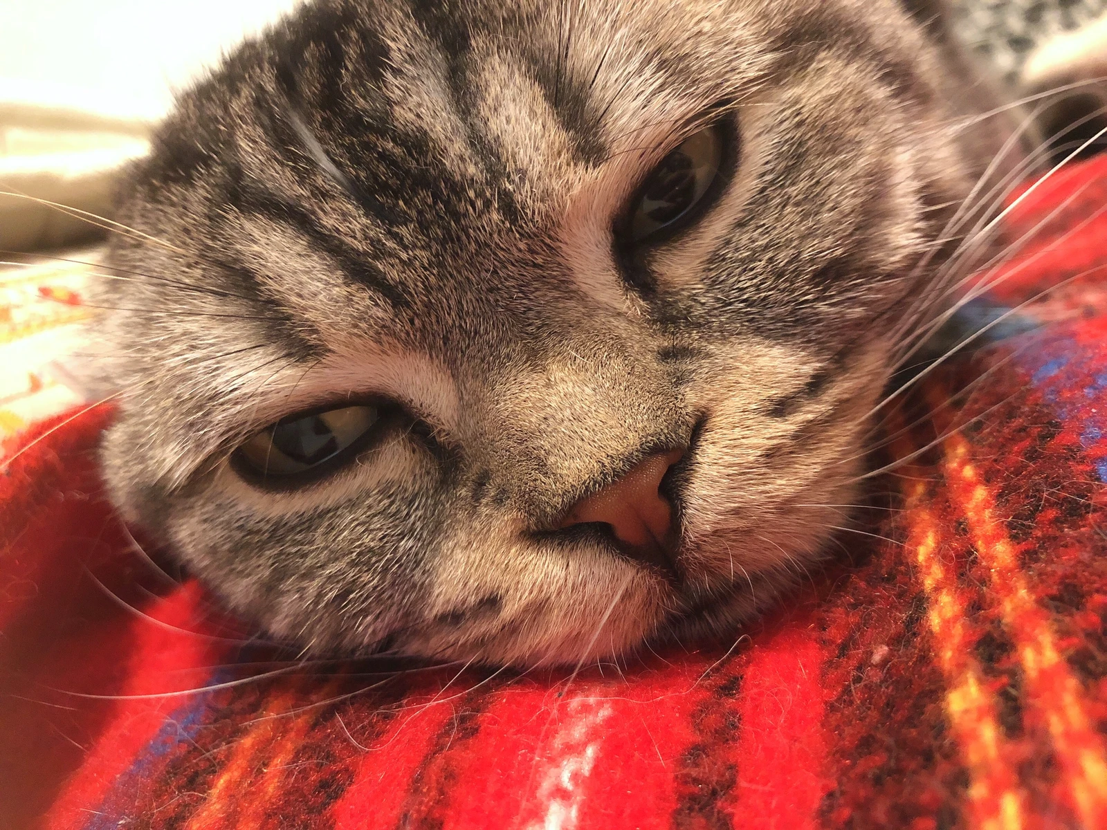 しょぼん 猫好きな人と繋がりたい 猫 猫のいる暮らし まめったんが投稿したフォトブック Lemon8