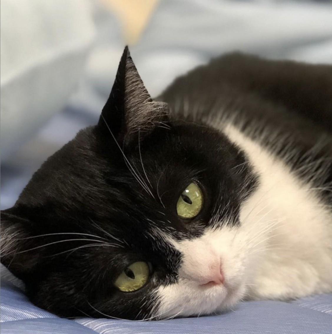 我輩は猫である ロビンという名前らしい Smile Naohibiが投稿したフォトブック Sharee