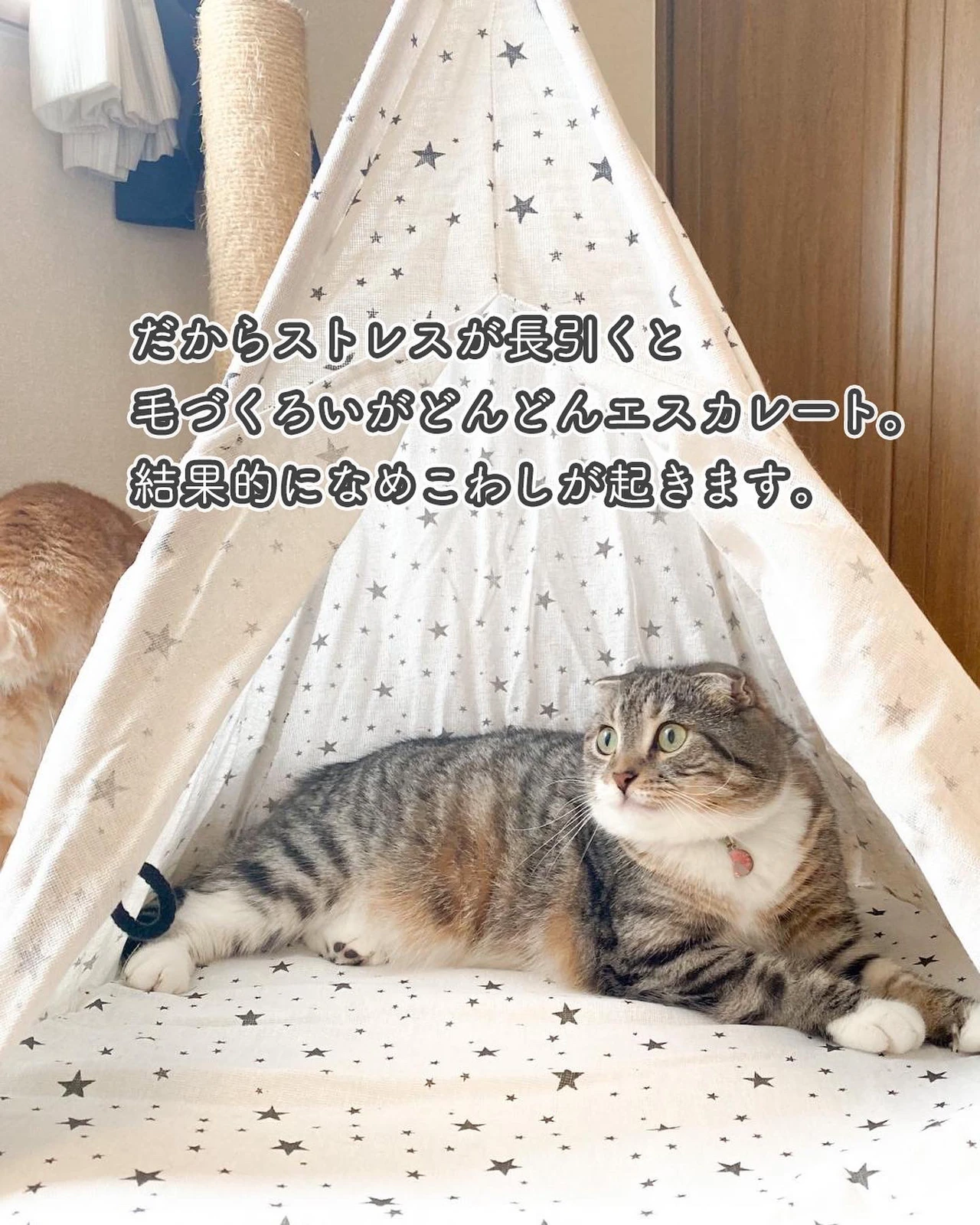 猫ちゃんの なめこわし ねこぞー 猫のお役立ち情報が投稿したフォトブック Lemon8